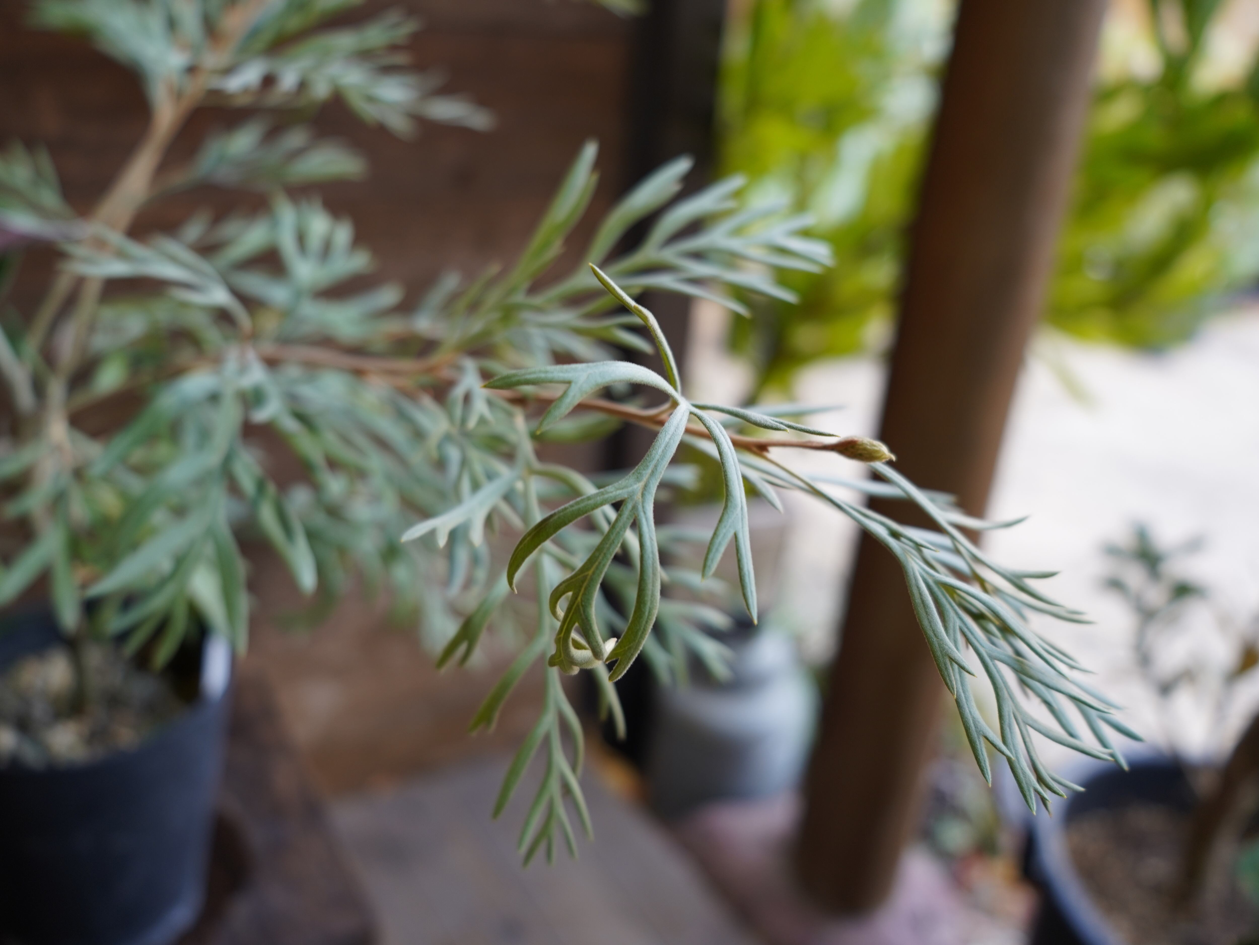 【現物】グレビレア　”ドーンパープル”　B