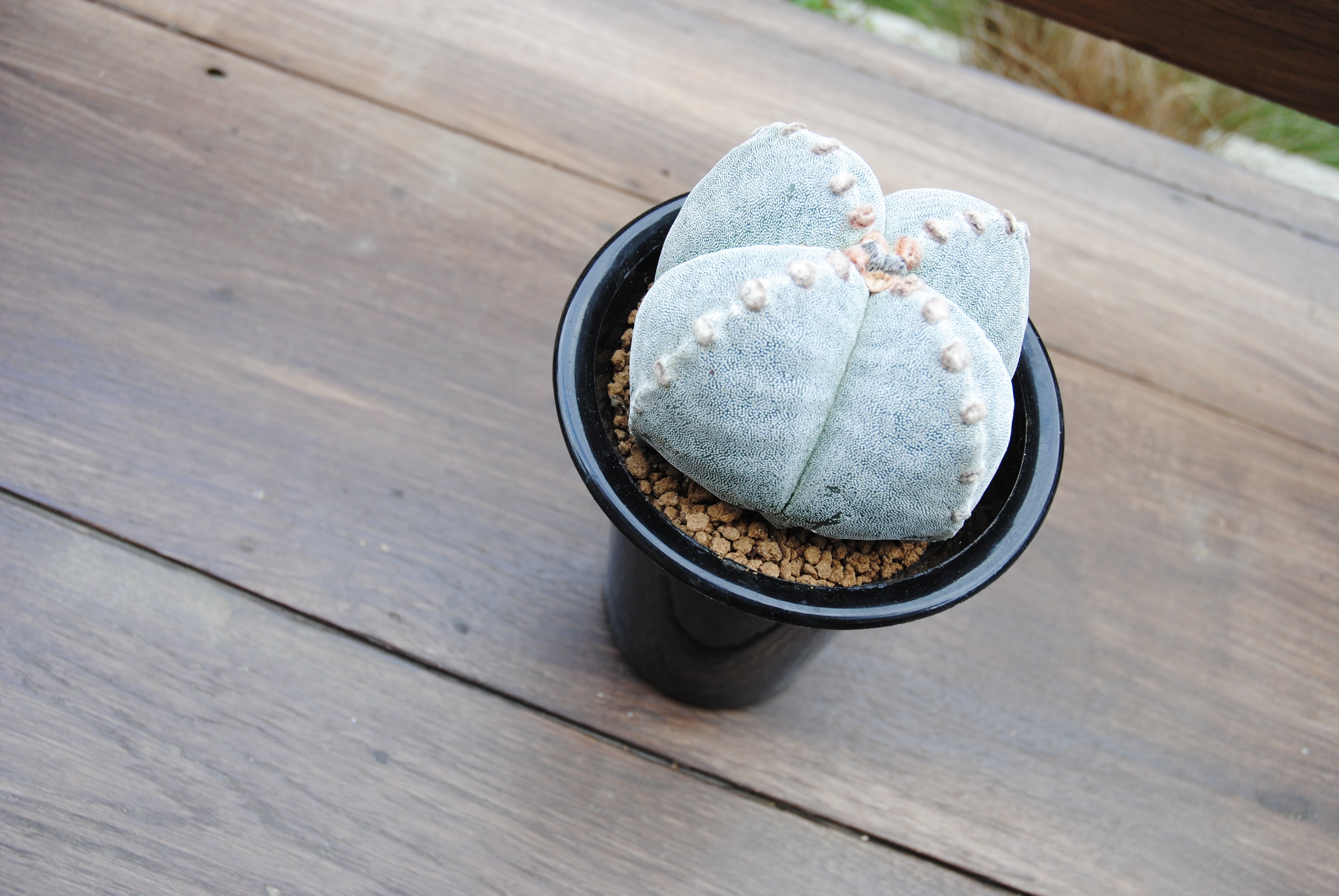 Astrophytum myriostigma 'Onzuka' 四角恩塚ランポー玉 4陵 サボテン