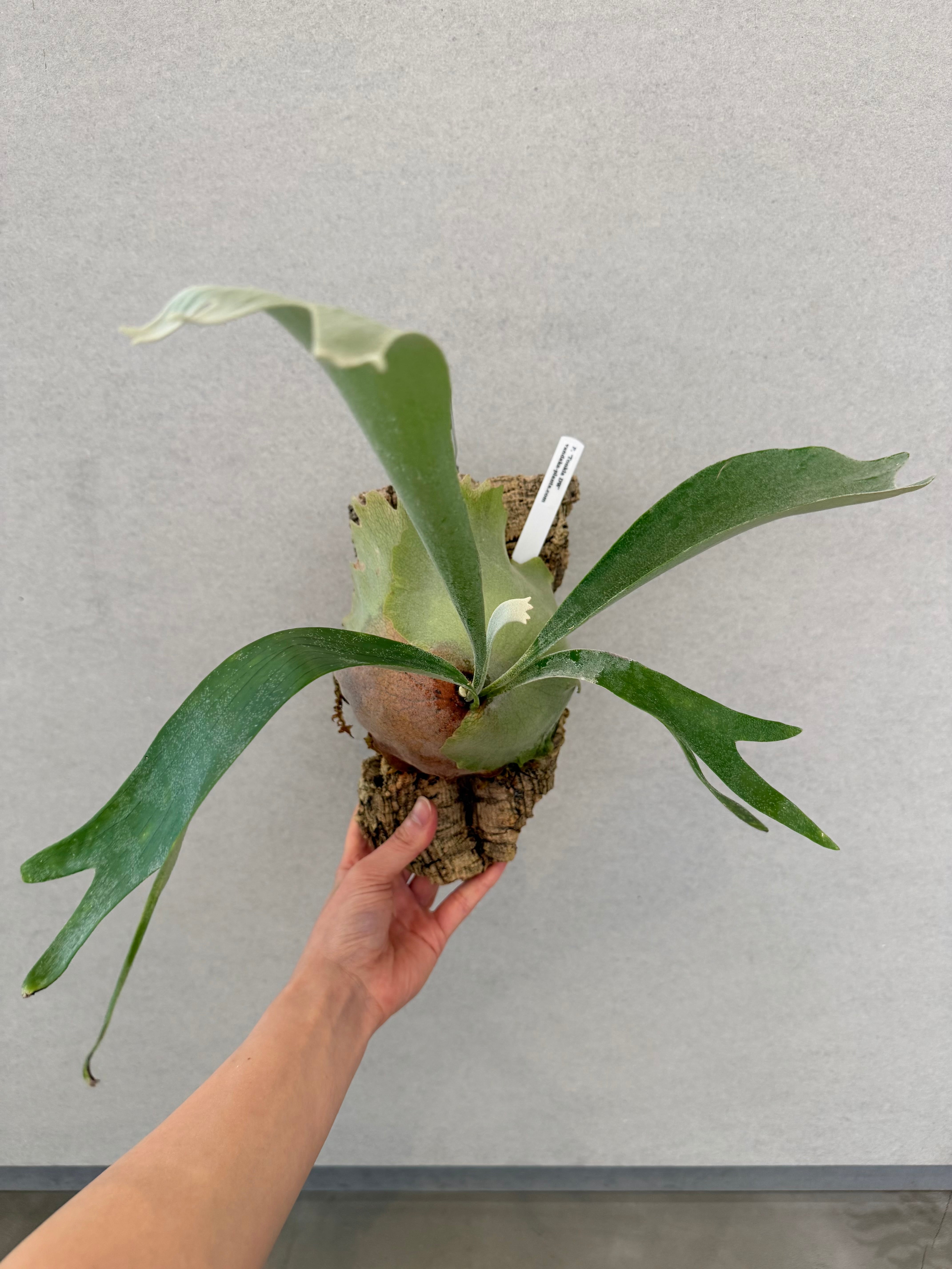 P. stemaria HG317 バンダカ産 コルク付【2株半額】 vandaka plants