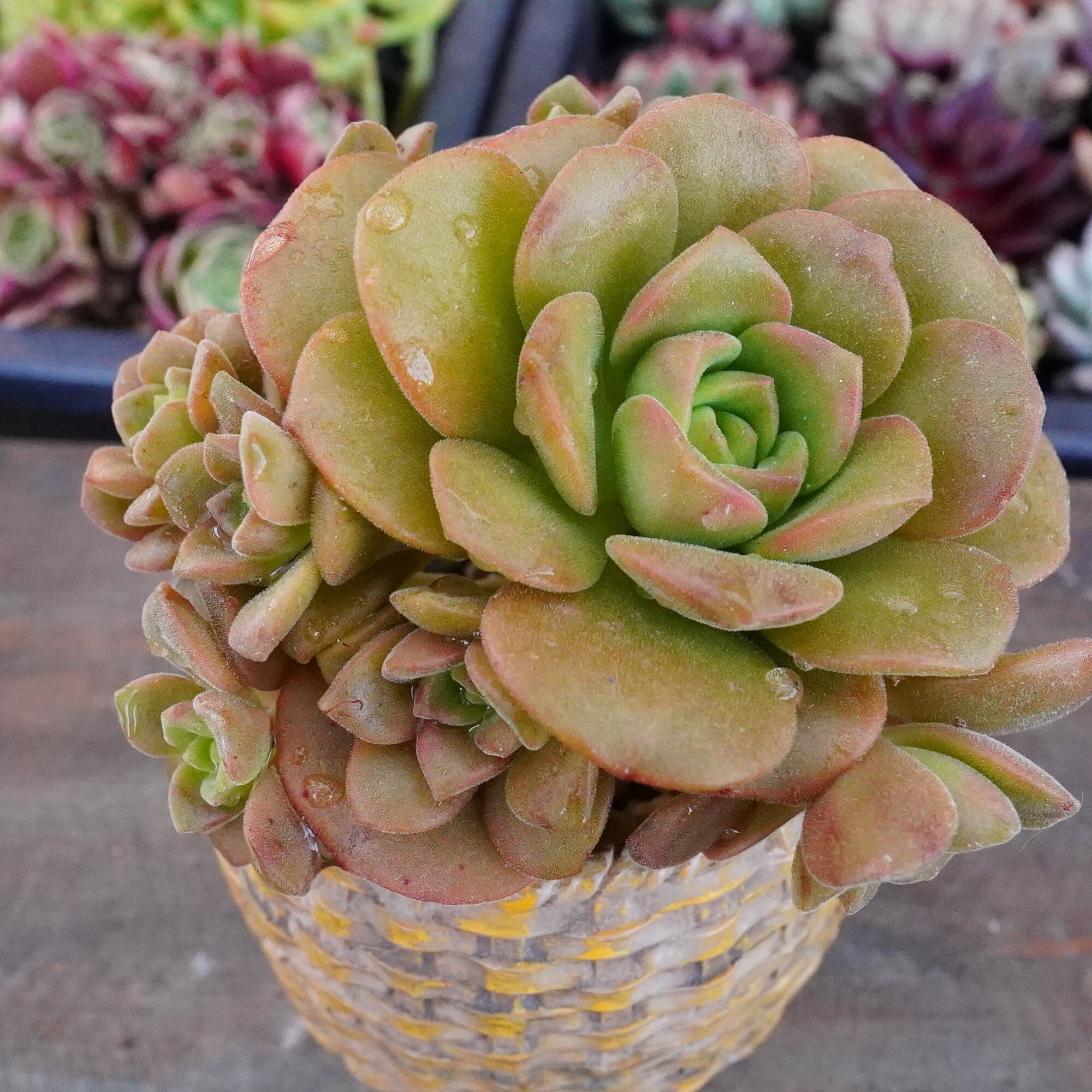 E-TANIKU