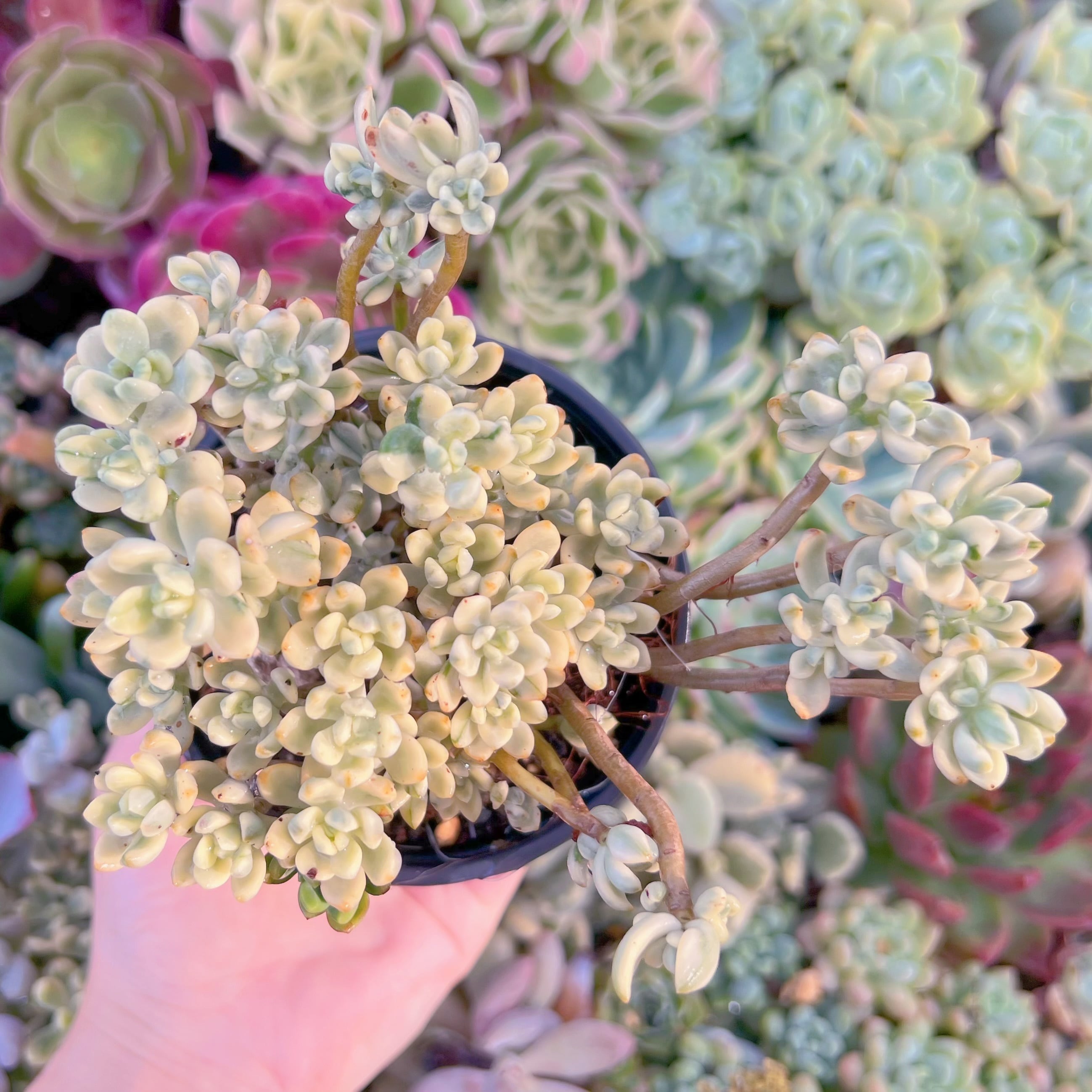 現品　マイキーシュガー錦#914　るる農園