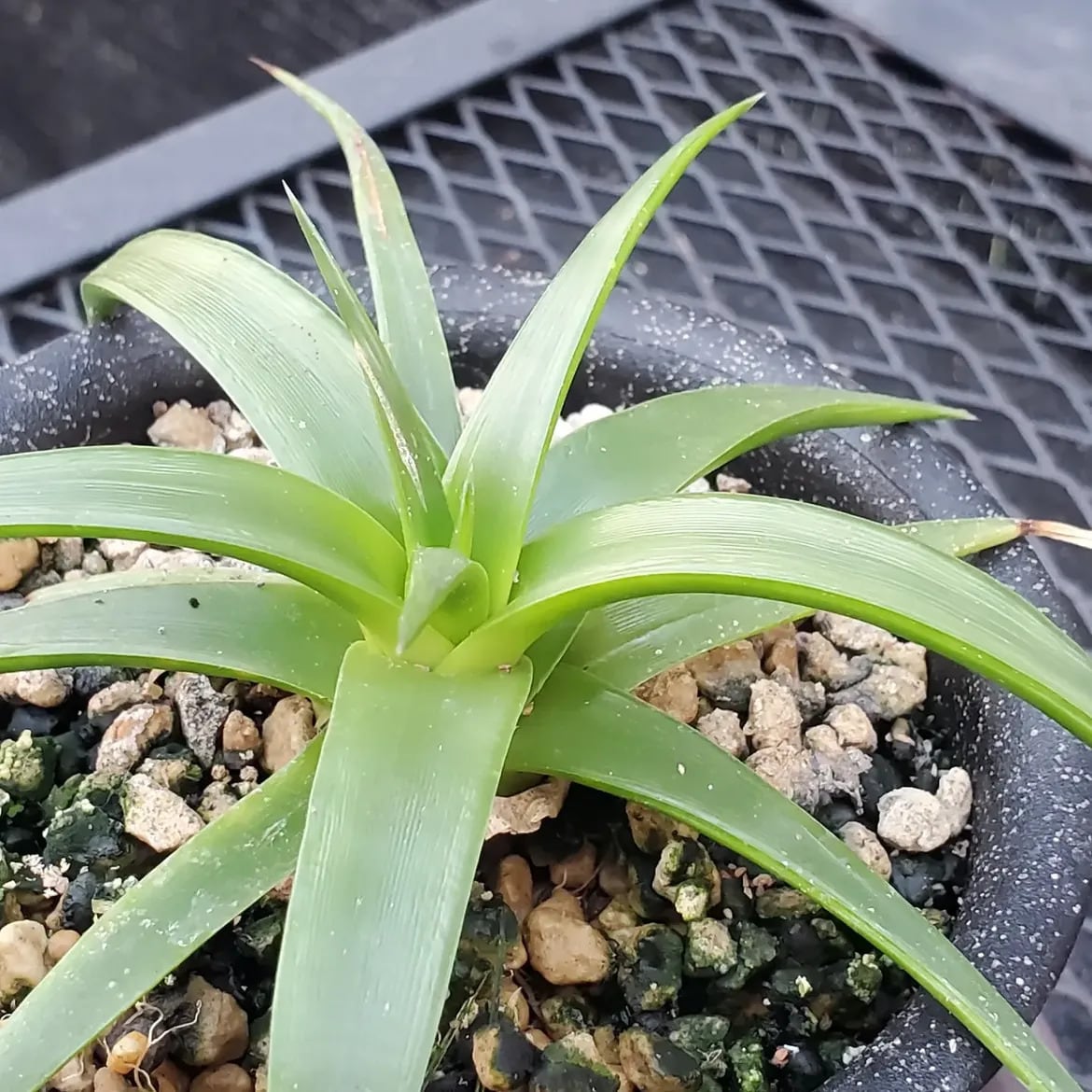 レアプランツ通販サイトPlants Maniax（プランツ・マニアックス）