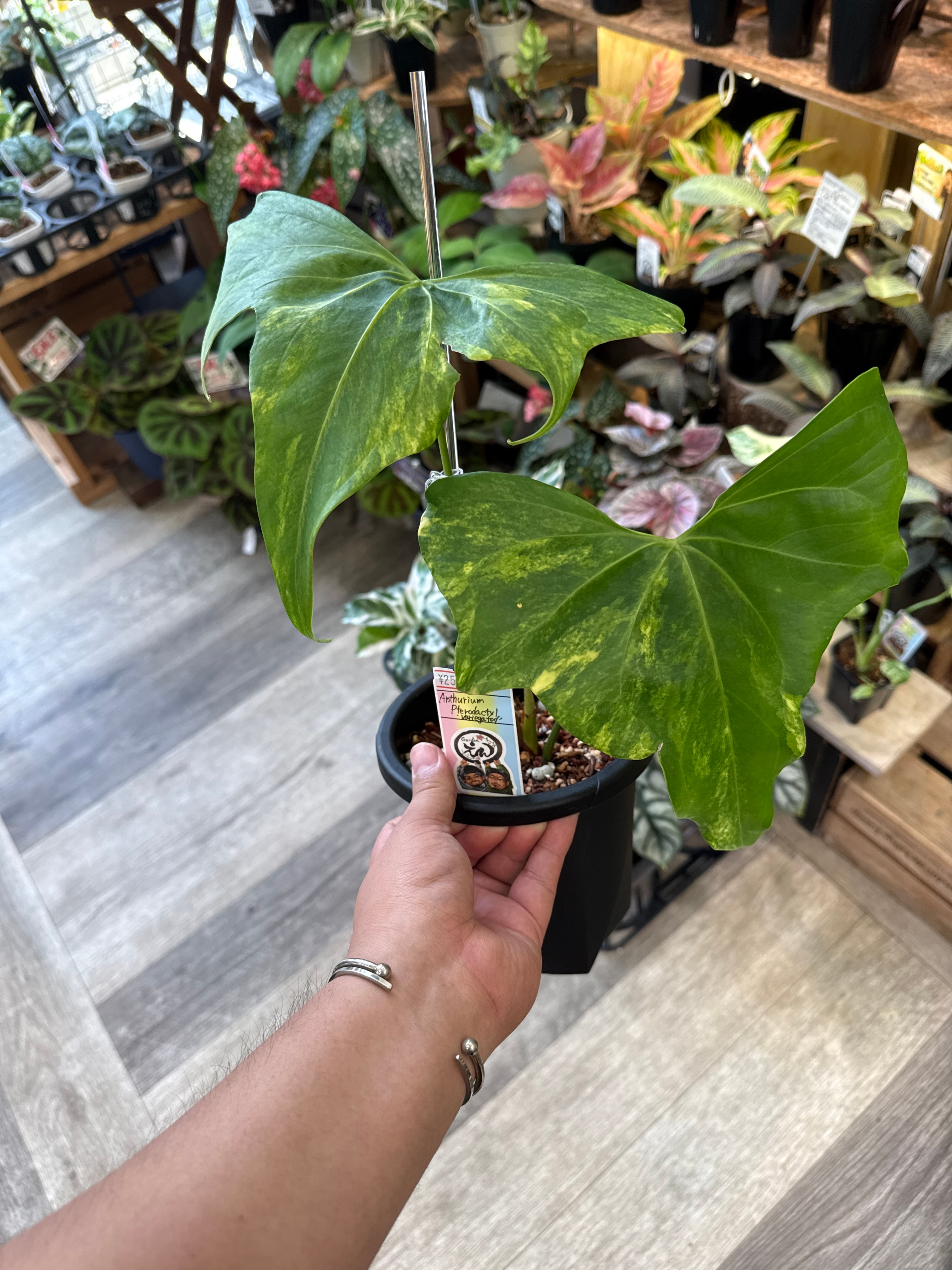 anthurium pterodactyl 'variegated' / アンスリウムプテロダクティル