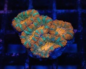 CareFragBreed Lordhowensis Red 3