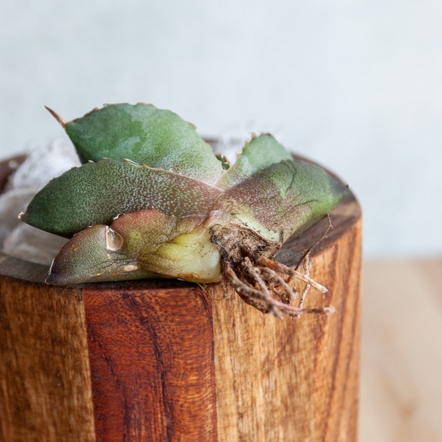 アガベ チタノタ FO-076 コンパクタ from GG No.1