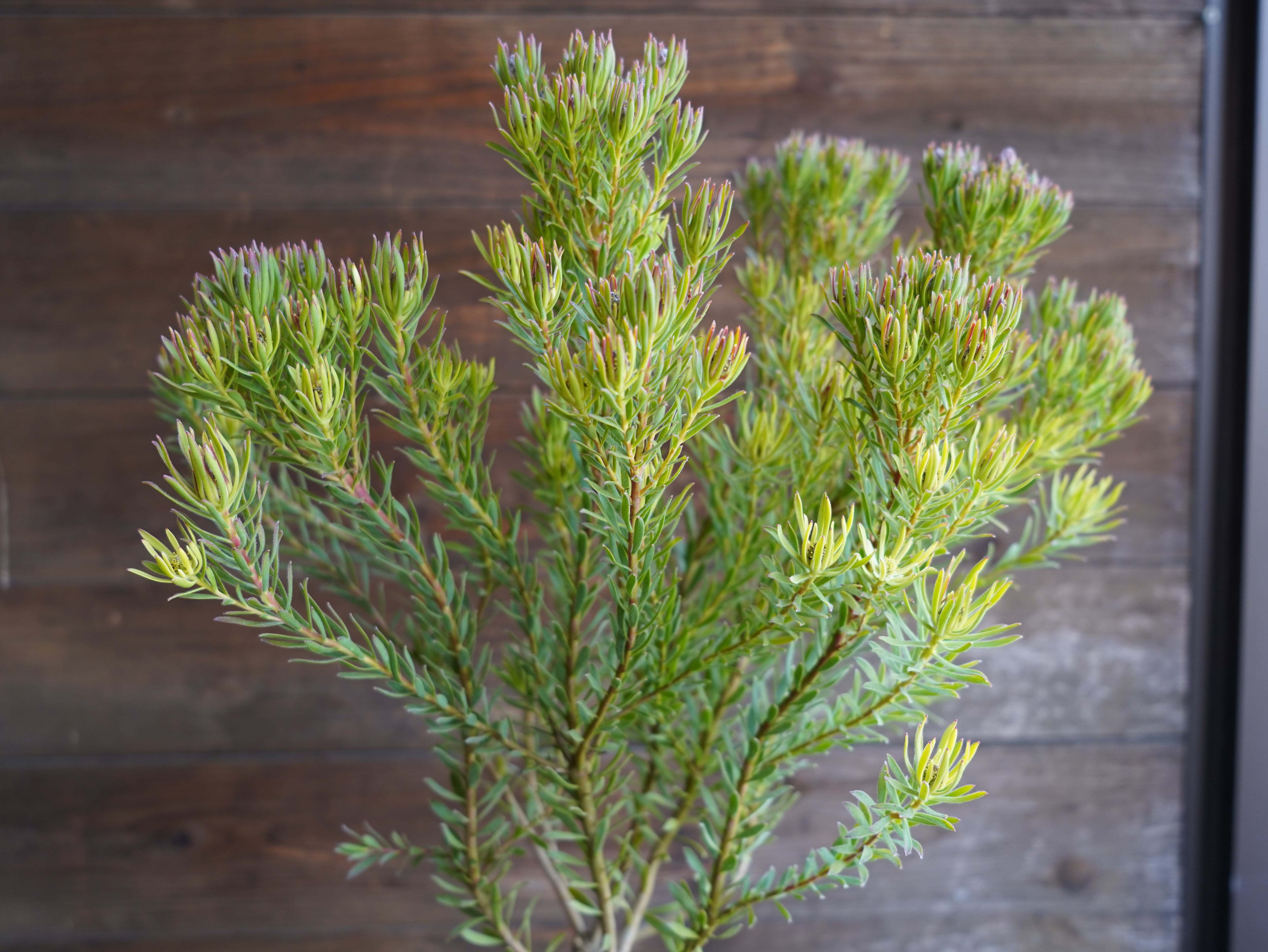 【現物】リューカデンドロン　”Strawberry Fair”　C