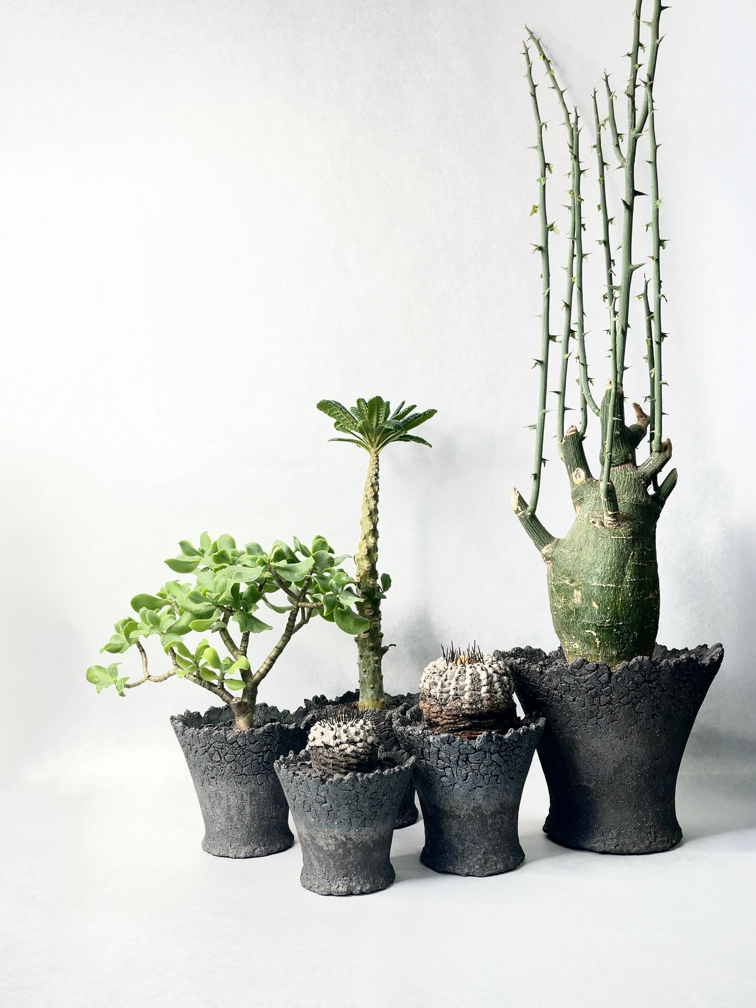 コピアポア・黒王丸 | trigger