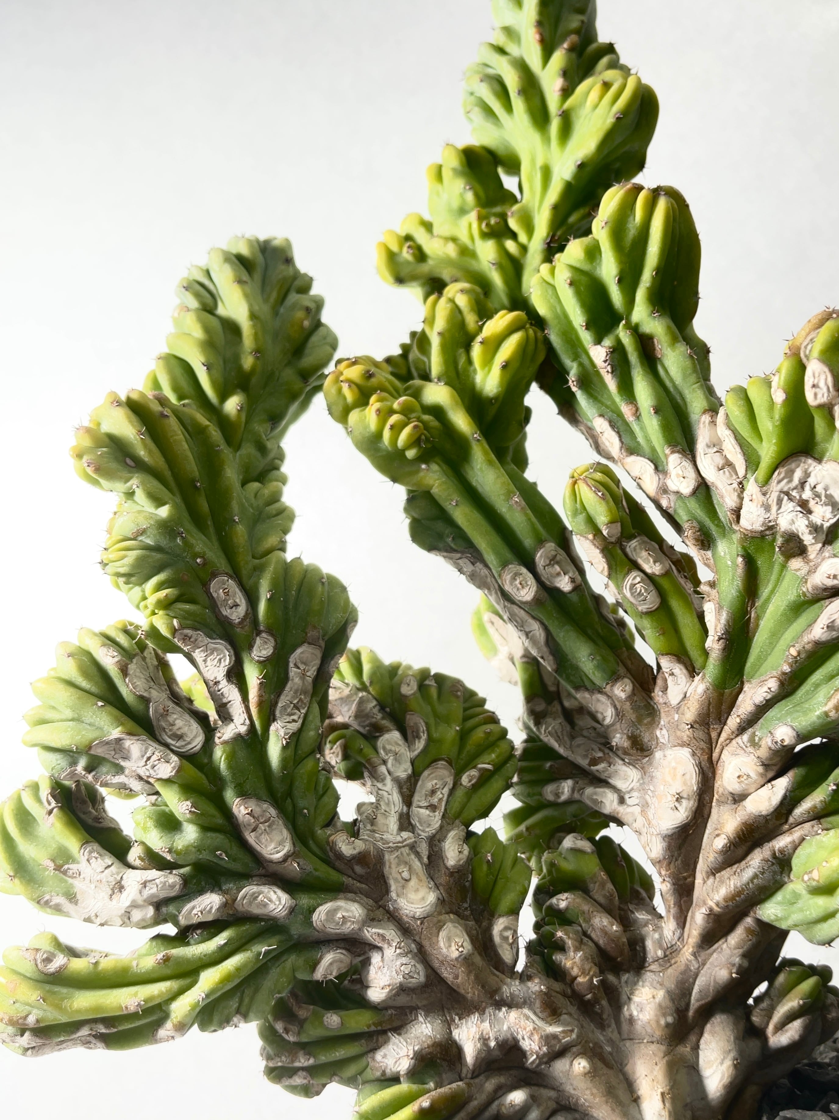 ミルチロカクタス・竜神木綴化 | trigger