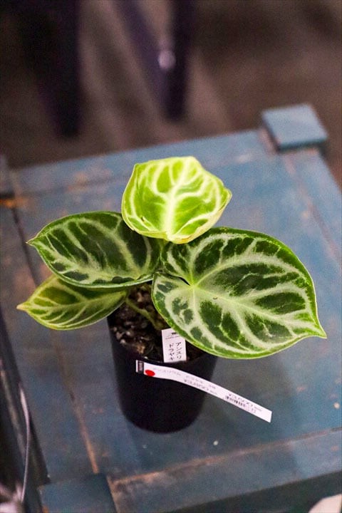 観葉植物 | オニ通