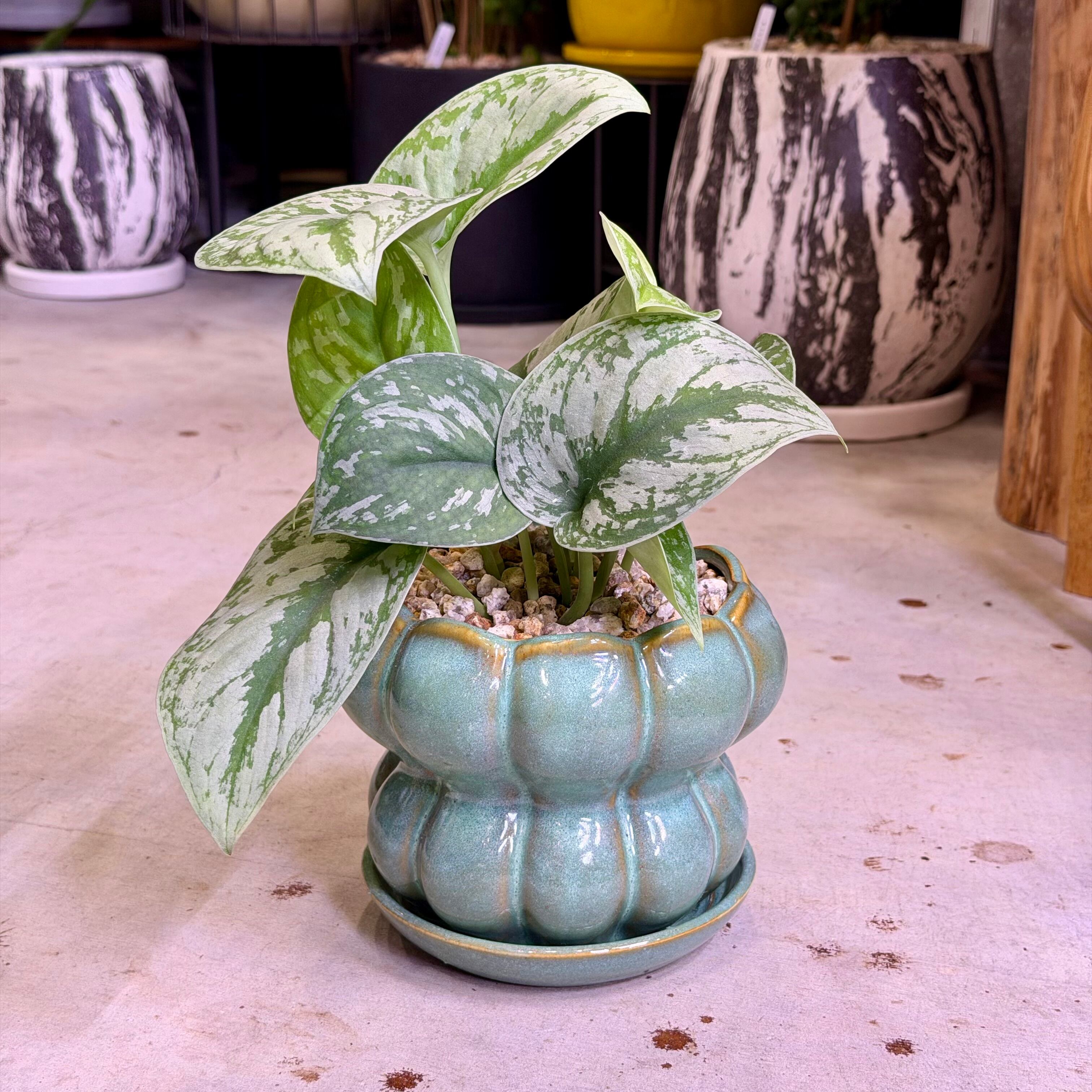 スキンダプサス・トレビー | barrelplants_BONSAI