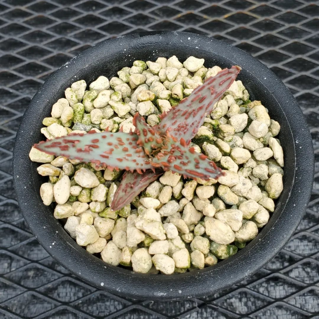 ディッキア Dyckia goeringii :Type Clone 群生株 ディッキア・ゴエリンギー・タイプクローン（Dyckia goehringii type