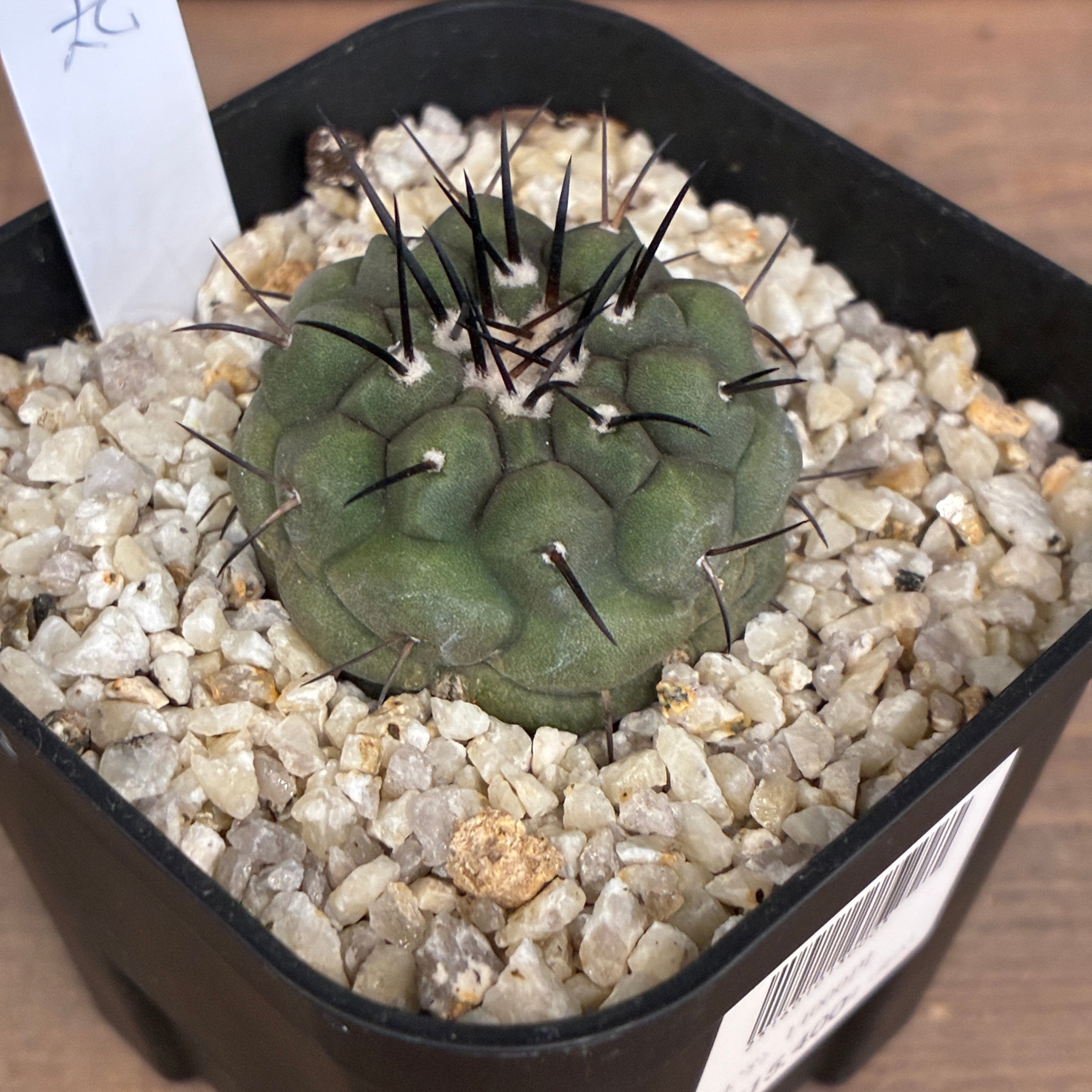 Copiapoa】サボテン コピアポア 黒王丸実生【928】【再撮影