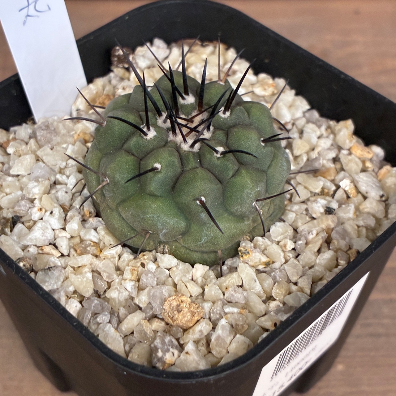 【Copiapoa】サボテン　コピアポア　黒王丸実生【928】【再撮影】