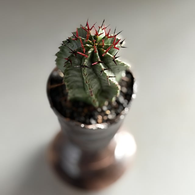 ユーフォルビア・ホリダマジョール Euphorbia horrida Major | RY-ST