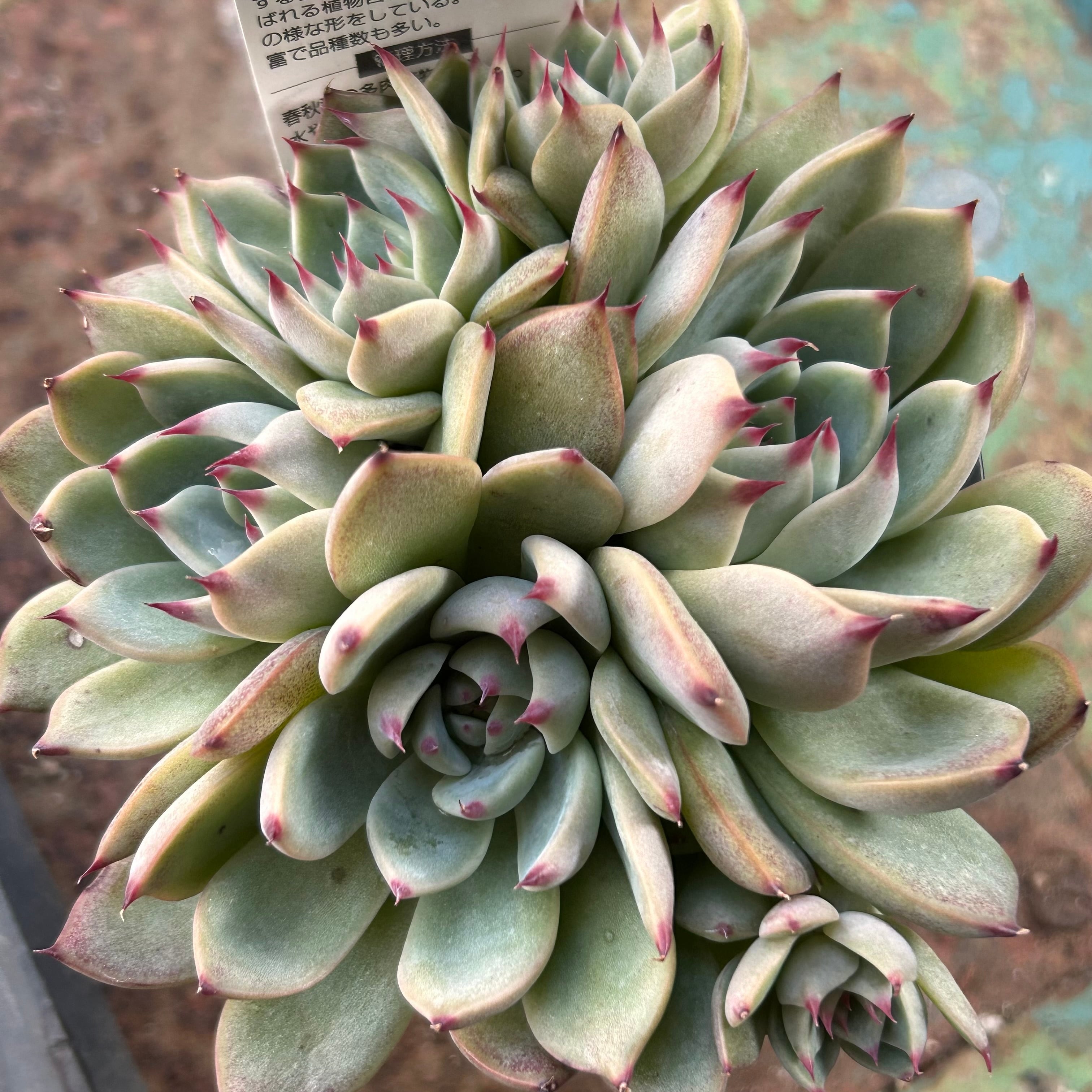 チワワエンシス群生 | RuPo 多肉植物専門店