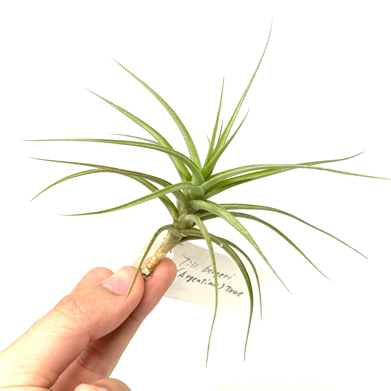 チランジア　ベルゲリ(Argentina) True【386】