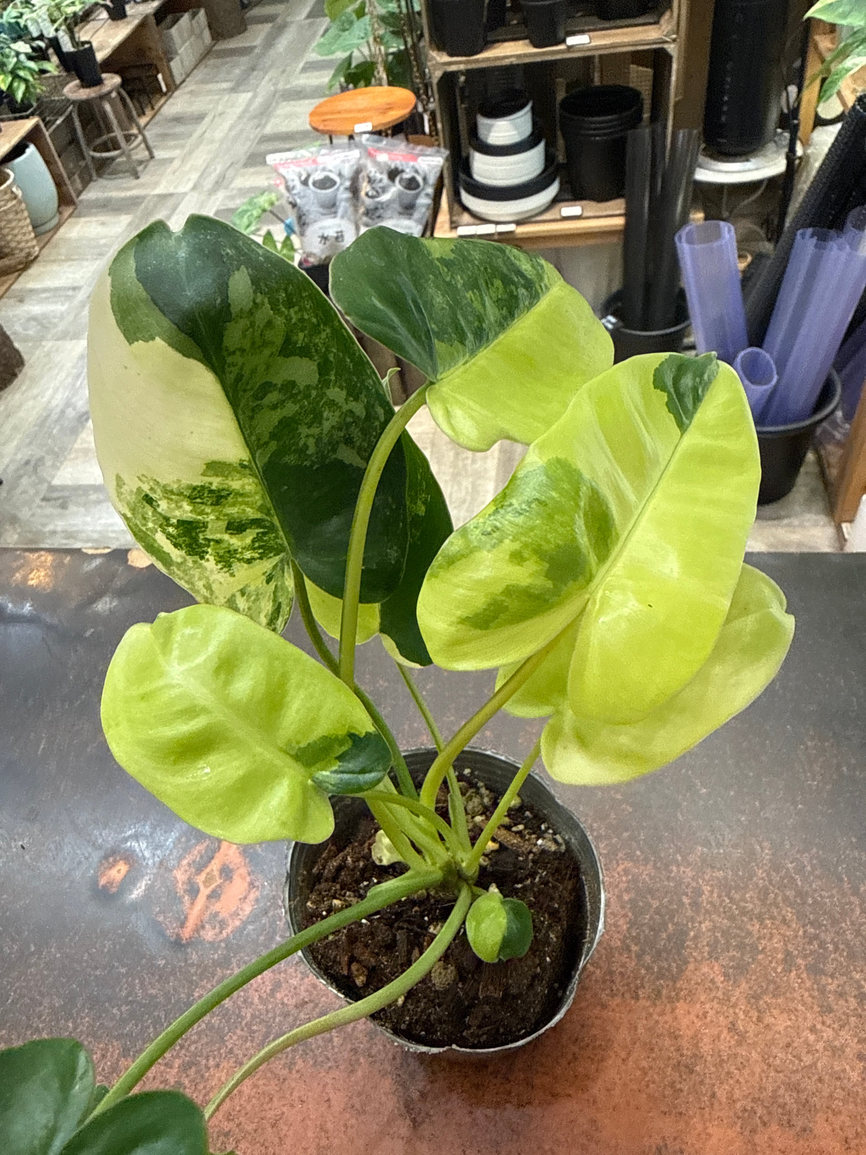 超絶希少 フィロデンドロン　ブラウン　ビューティー斑入り 超絶希少 フィロデンドロン ブラウン ビューティー斑入り 超絶希少