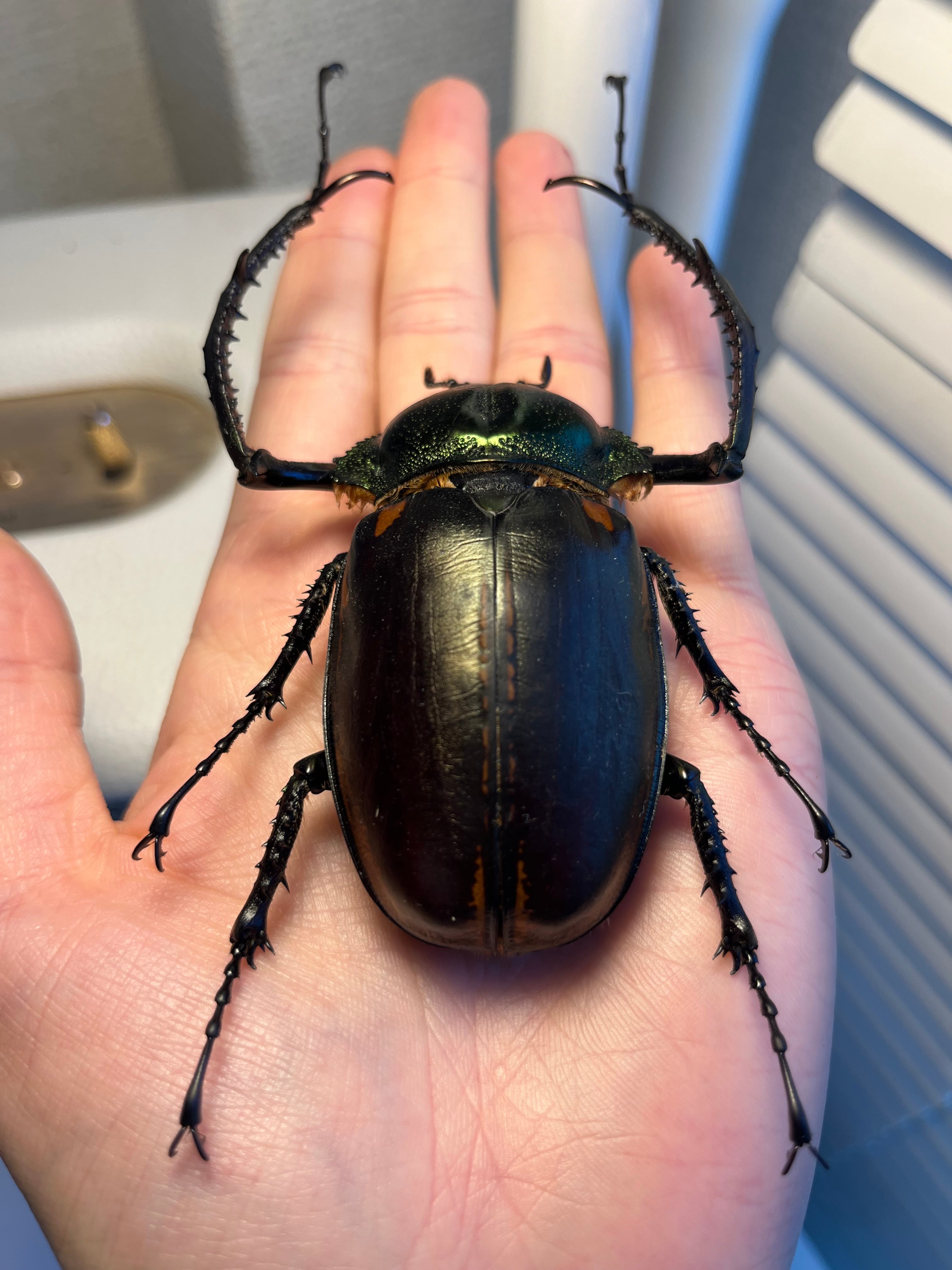 73mm】ヤンソニーテナガコガネ カメムシサシガメ甲虫昆虫標本ハムシ