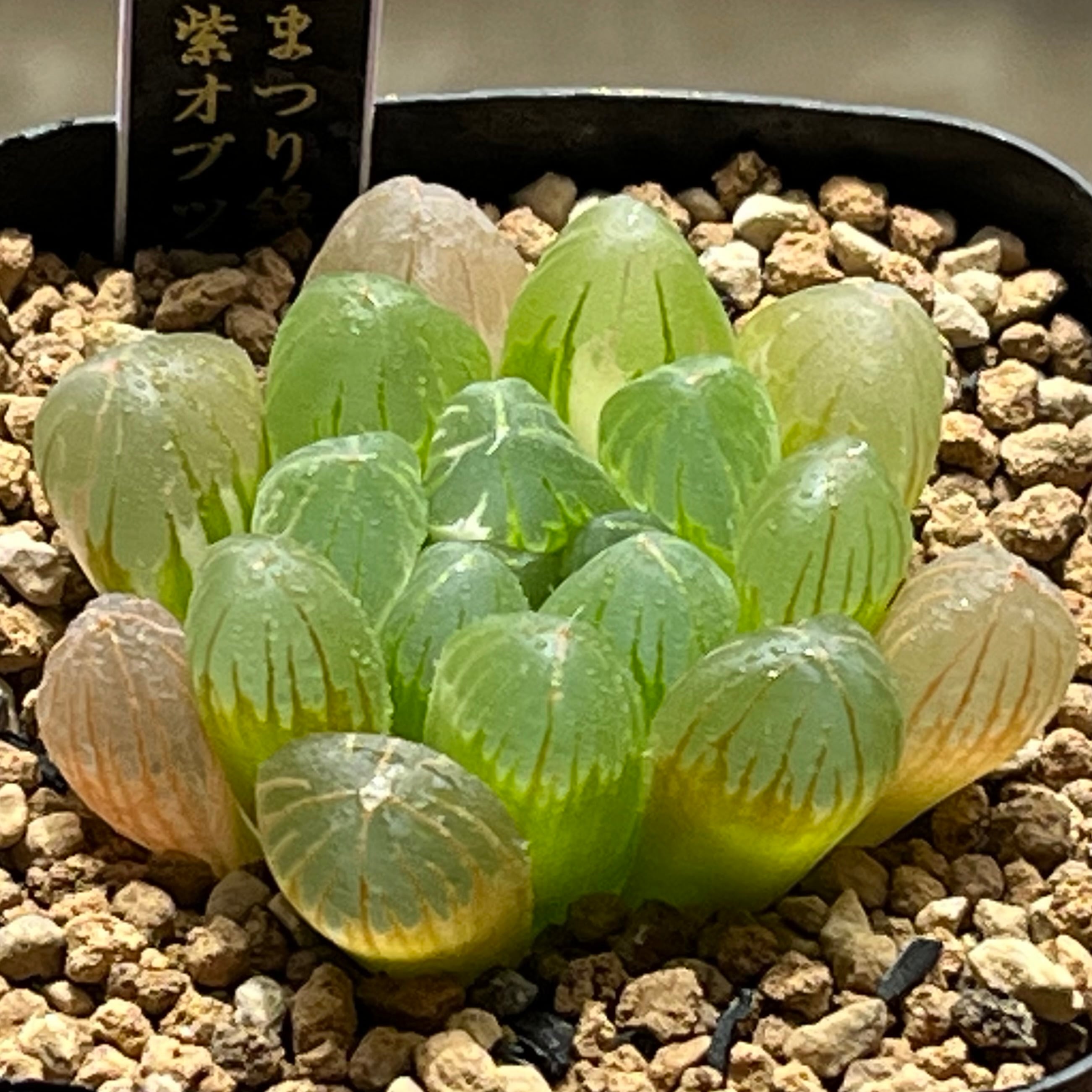 ハオルチア オブツーサ錦 天狼星 | mocono_plants