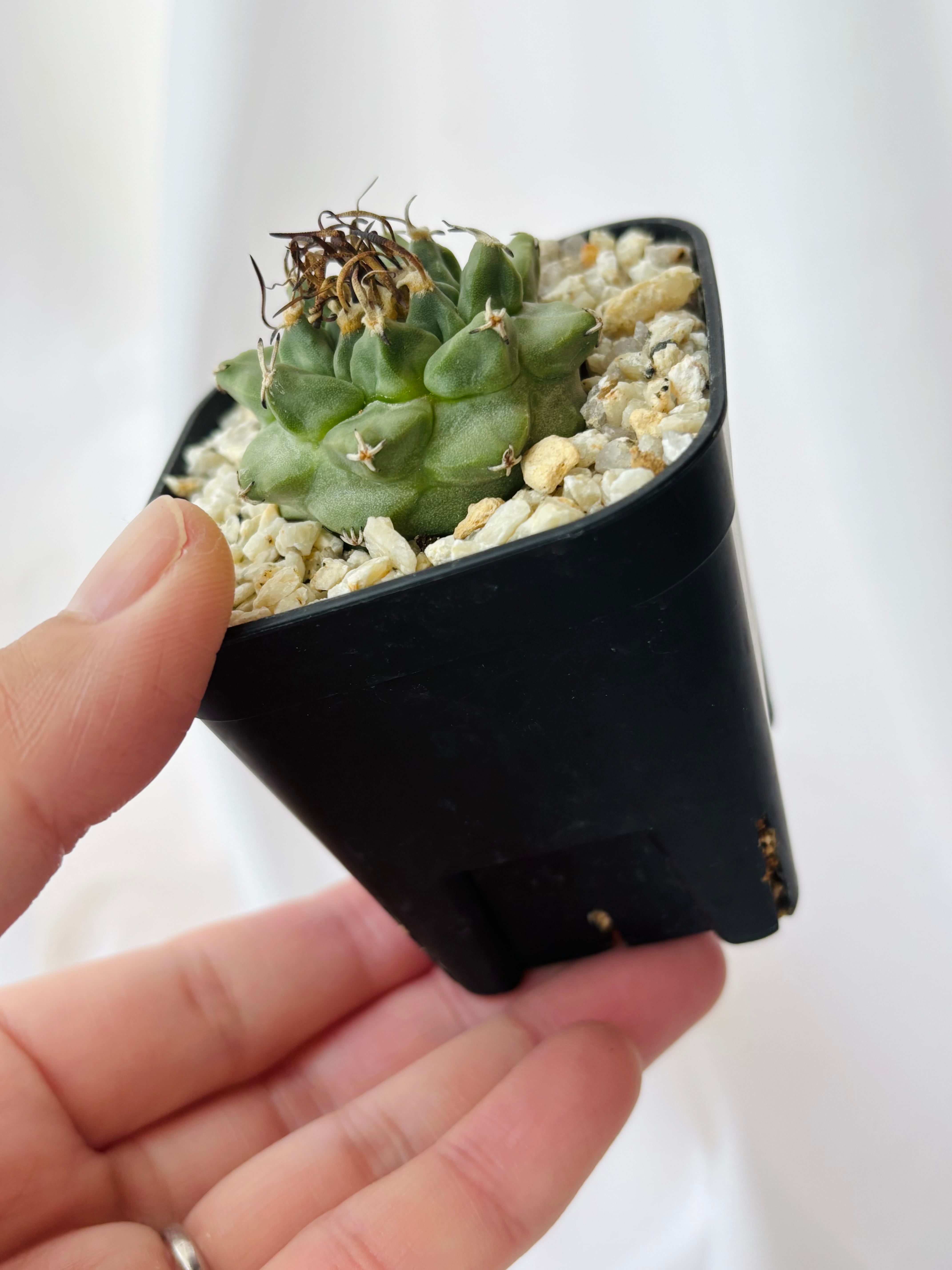 Turbinicarpus alonsoi ツルビニカルプス アロンソイ サボテン