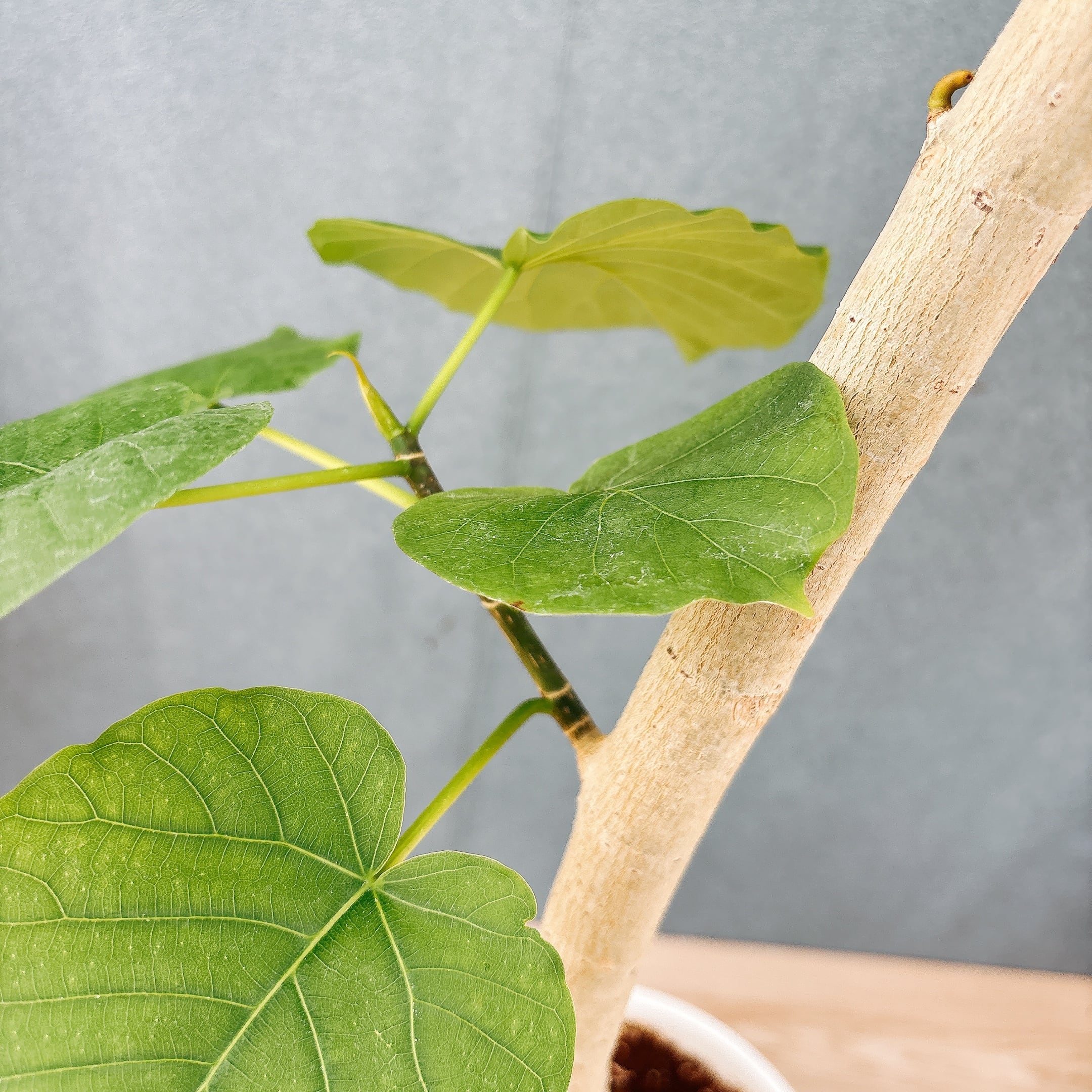 現品］28番 フィカス ウンベラータ 8号 観葉植物 室内 大型 ゴムの木