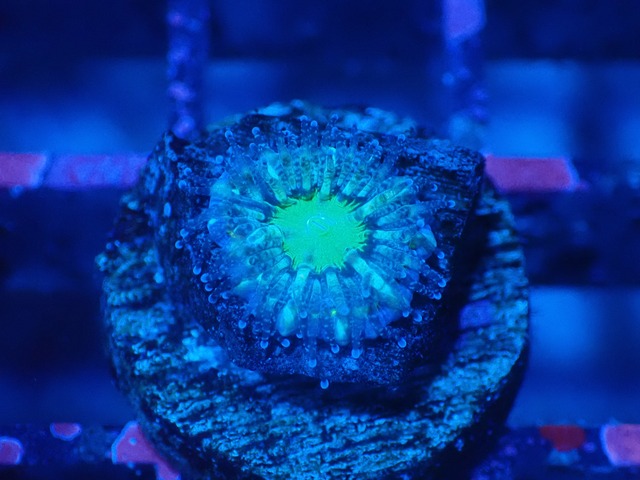 Loadhowensis Baby  "Green" 60