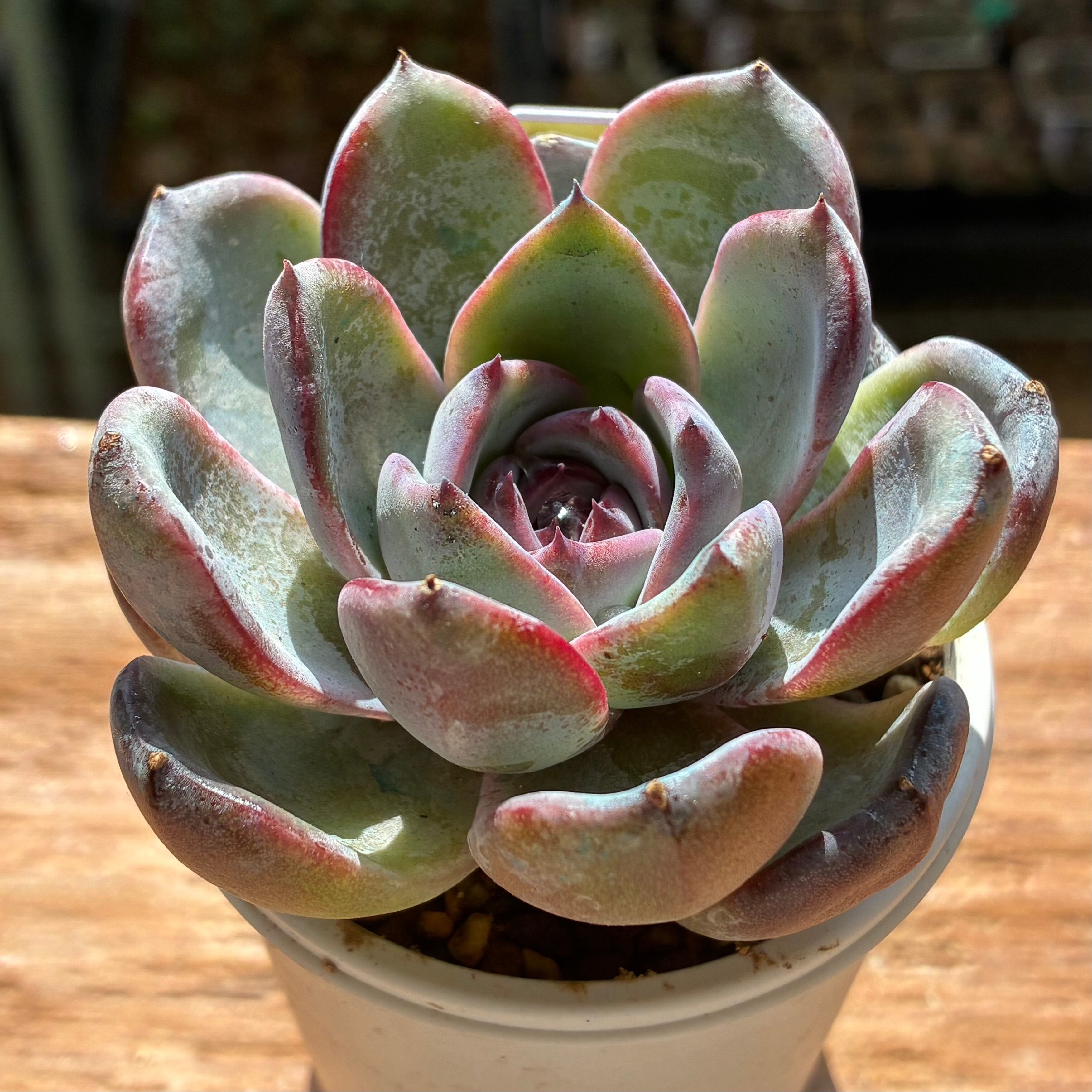 ハオルチア オブツーサ錦 竜珠 糊斑 | mocono_plants