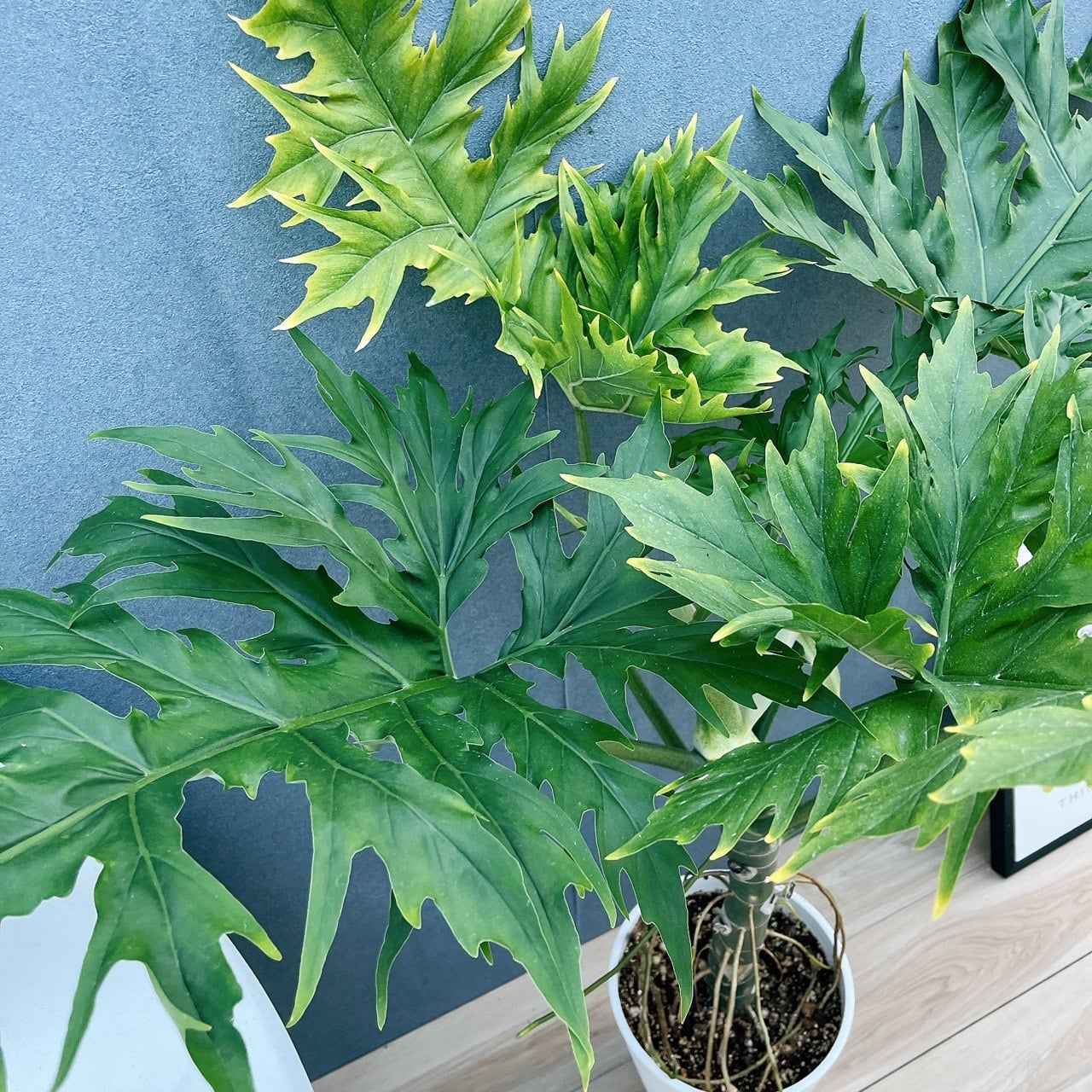 現品］【希少】1番 ☆珍しい☆ フィロデンドロン ワルセウィッチー 8号