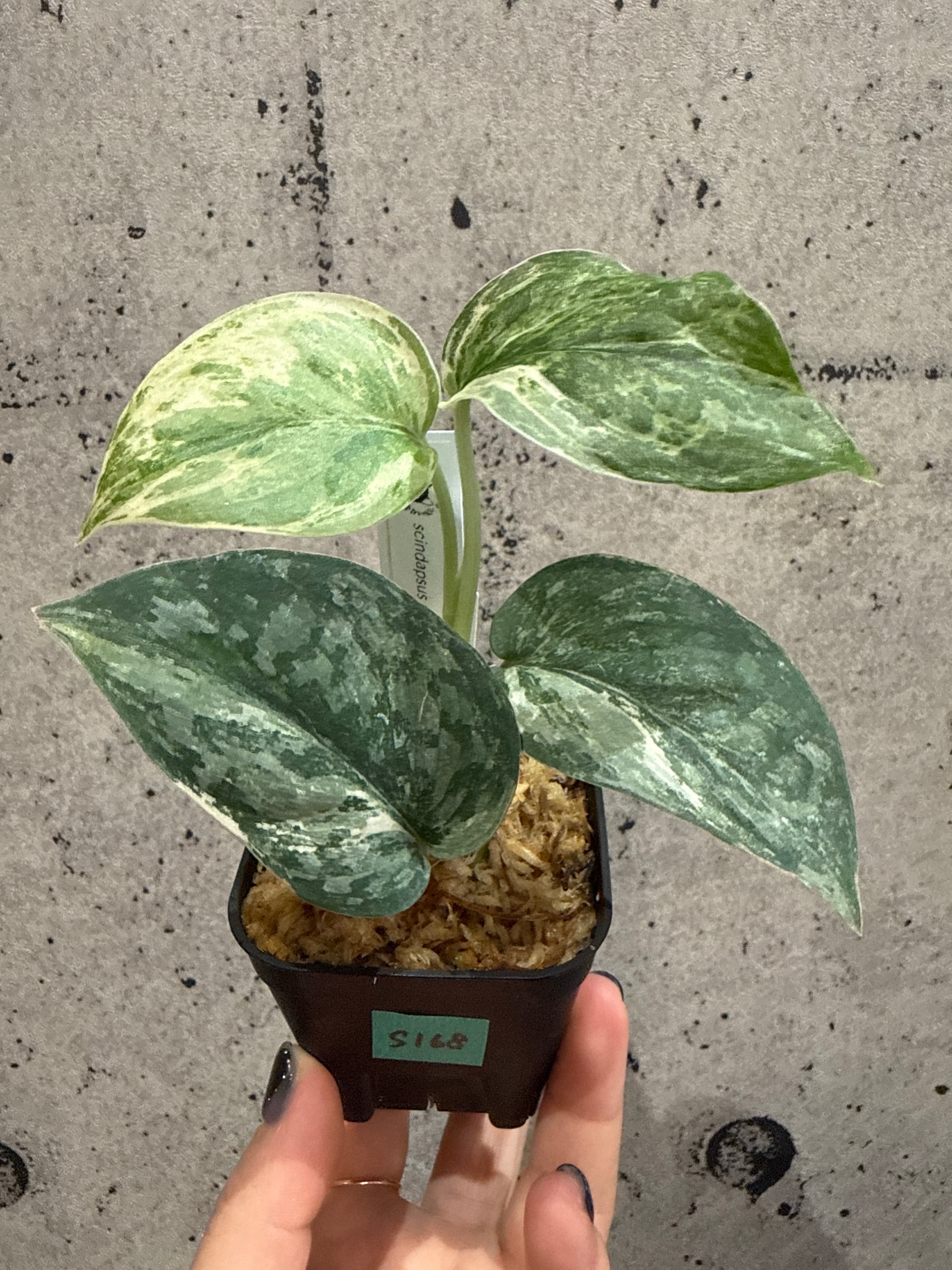 フィロデンドロン レモンライム | MIDORIYA 観葉植物専門店