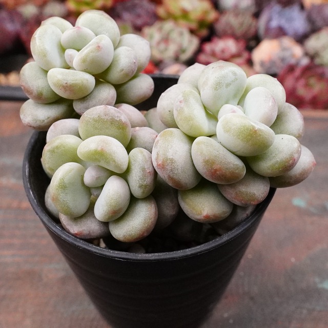 ※再入荷※【ブリッジ】ぷくぷく　群生　かわいい