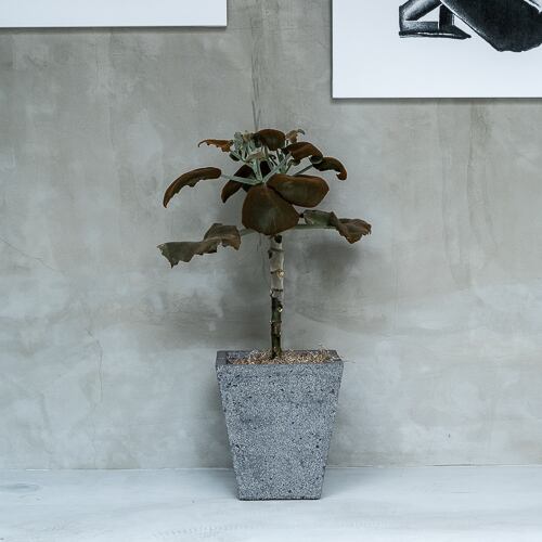 Kalanchoe Behalensis カランコエ ベハレンシス 仙女の舞 2頭 Greenbomb