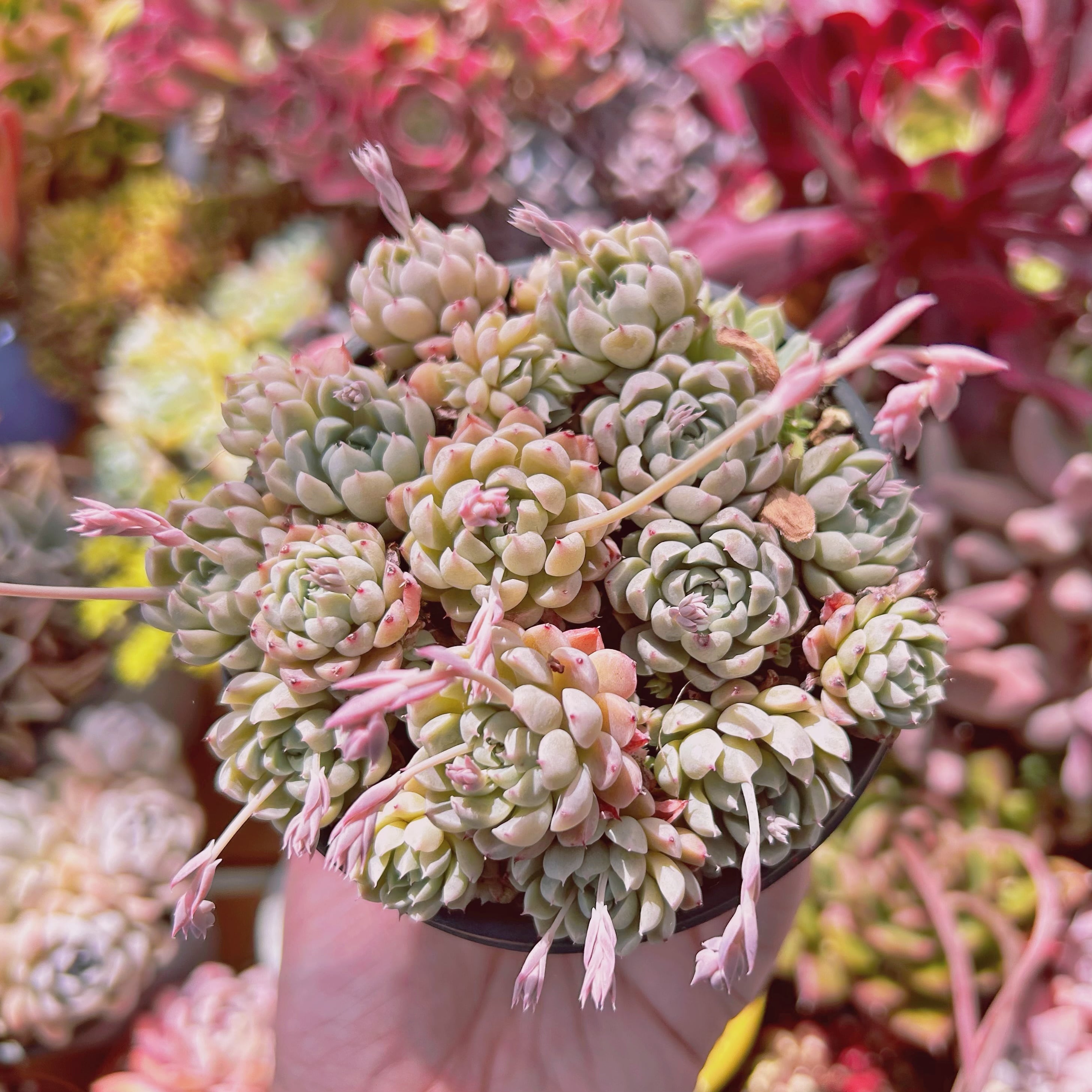 725現物 多肉植物 メキシコミニマ 抜き苗 | るる農園~多肉植物専門