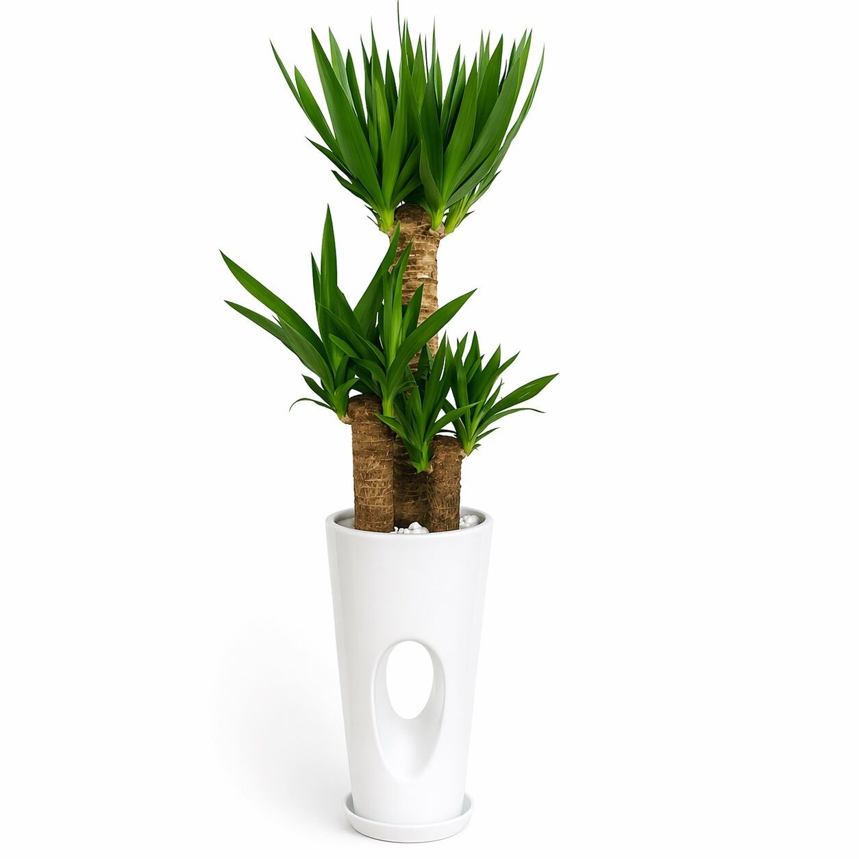 ドラセナ | インテリアグリーンショップ【NANOHA】（観葉植物・祝花