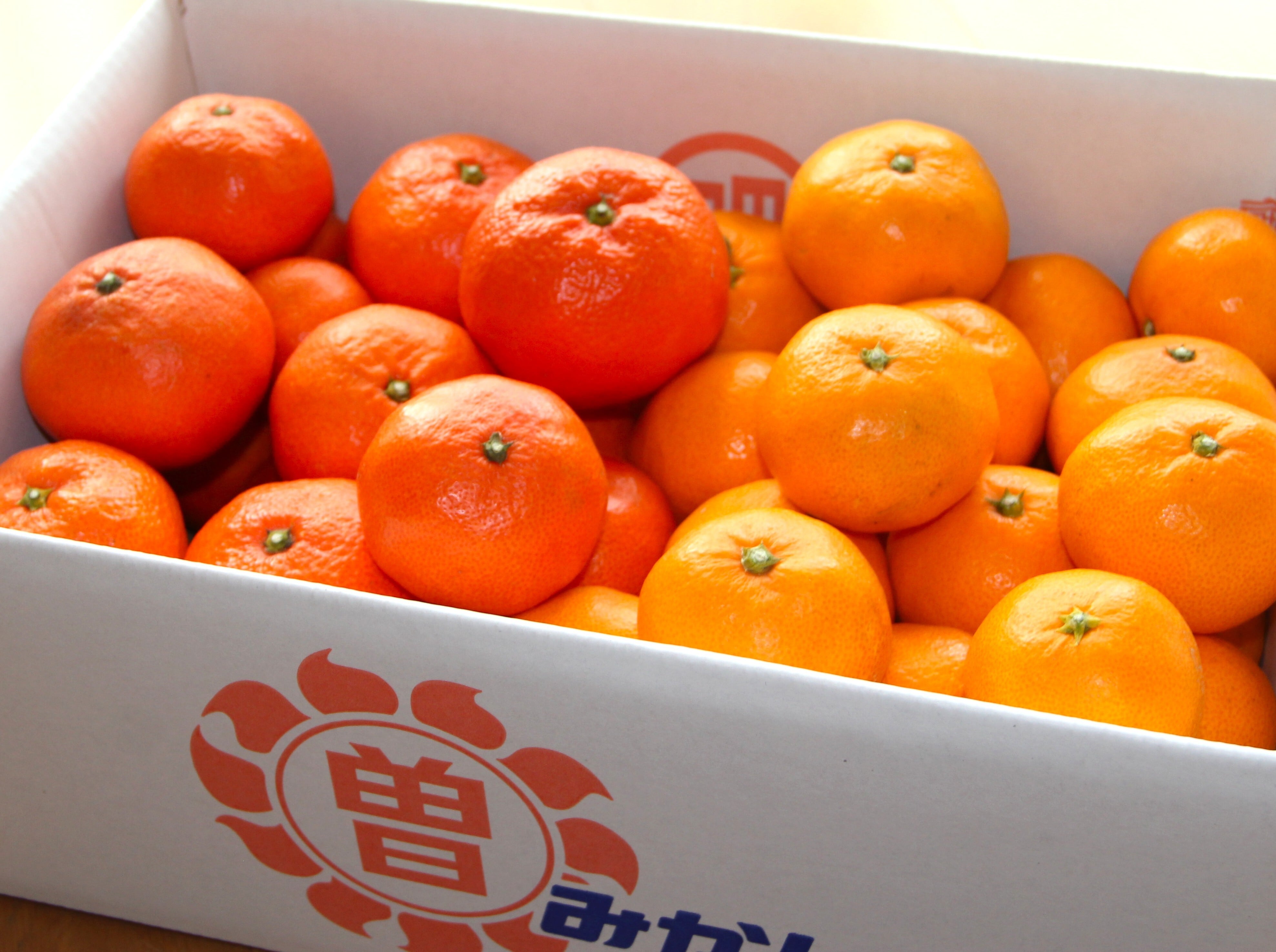 みかん狩り様　ご確認用　双子ポーチ2点 thumb.jpg