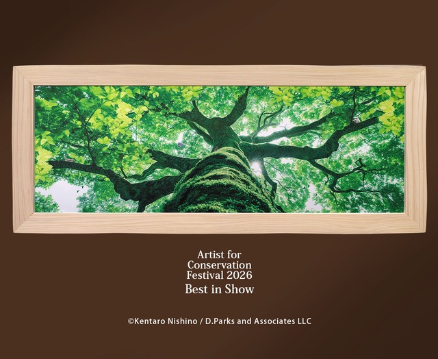 動物画国際コンクール最優秀賞受賞作「Mother Tree」複製画　能登ヒバ額限定５作品