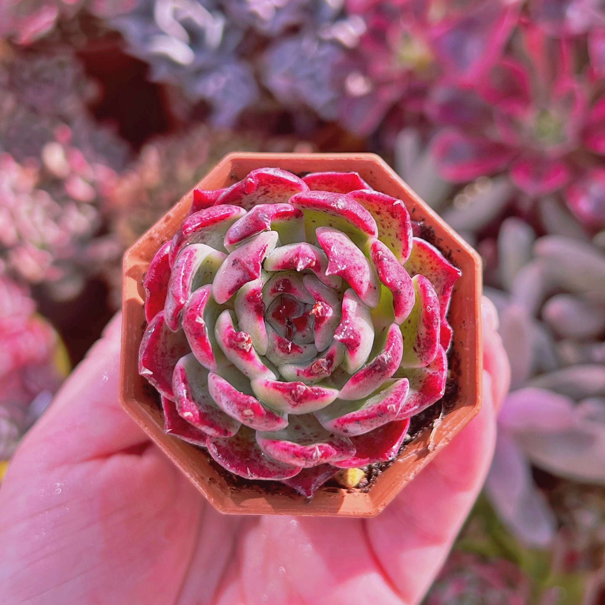 多肉植物　Echeveria   新品種　クランベリー