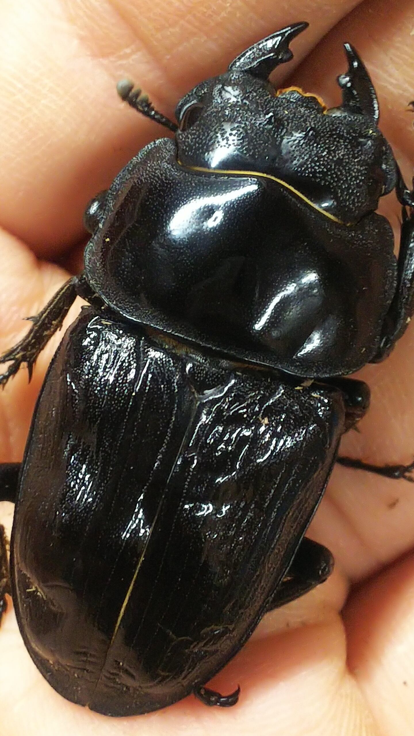 阿古谷オオクワガタ逆ハペア 極短極太