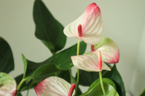 アンスリウム　『ミスティーク』