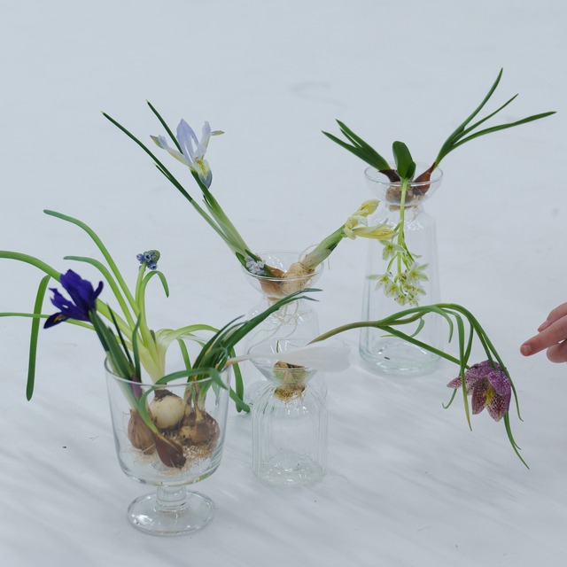 【秋田・富山産】春を呼ぶ 5種の球根アソート（水耕栽培ガイド・動画解説付き）