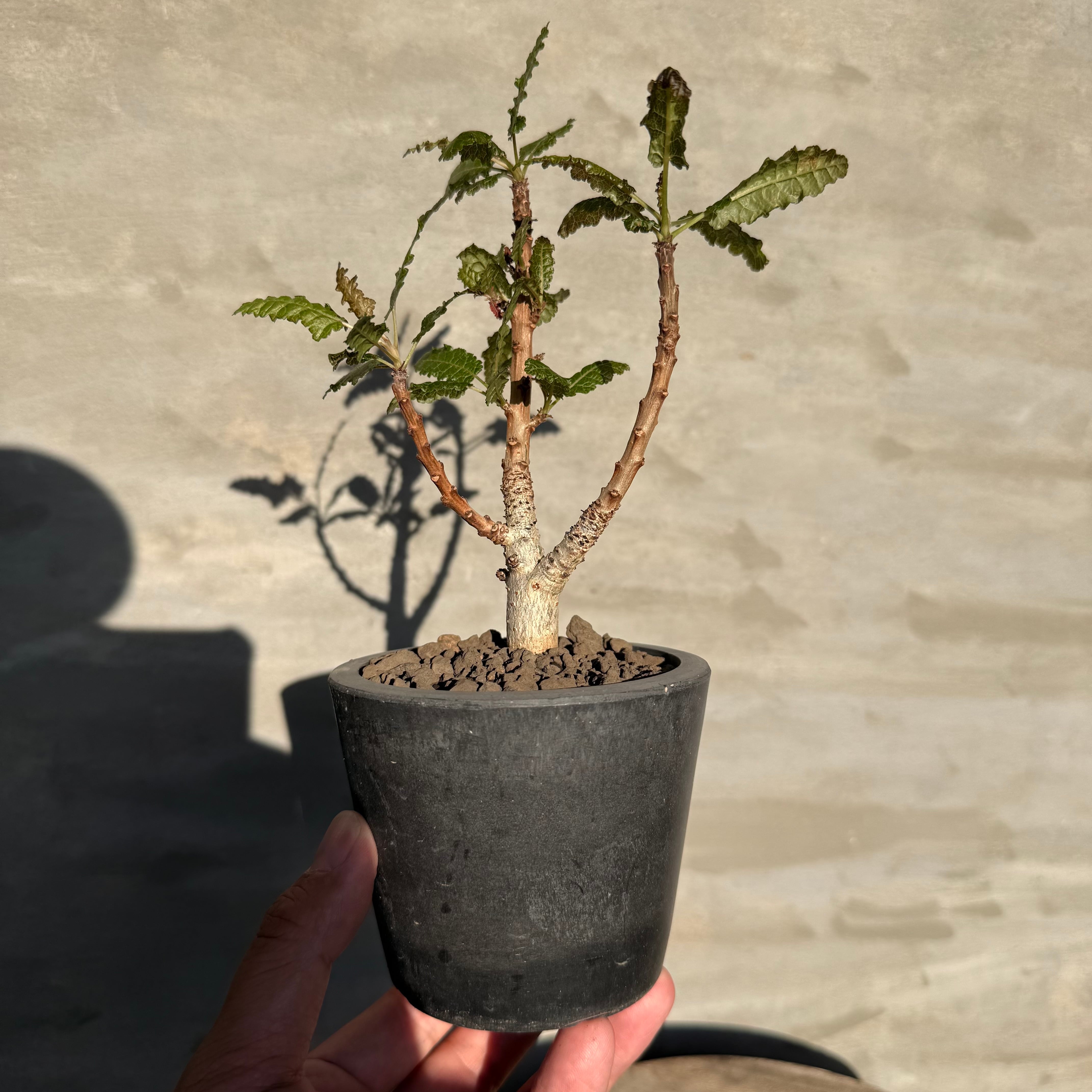 植物】ボスウェリア ナナ | A-PLANTS
