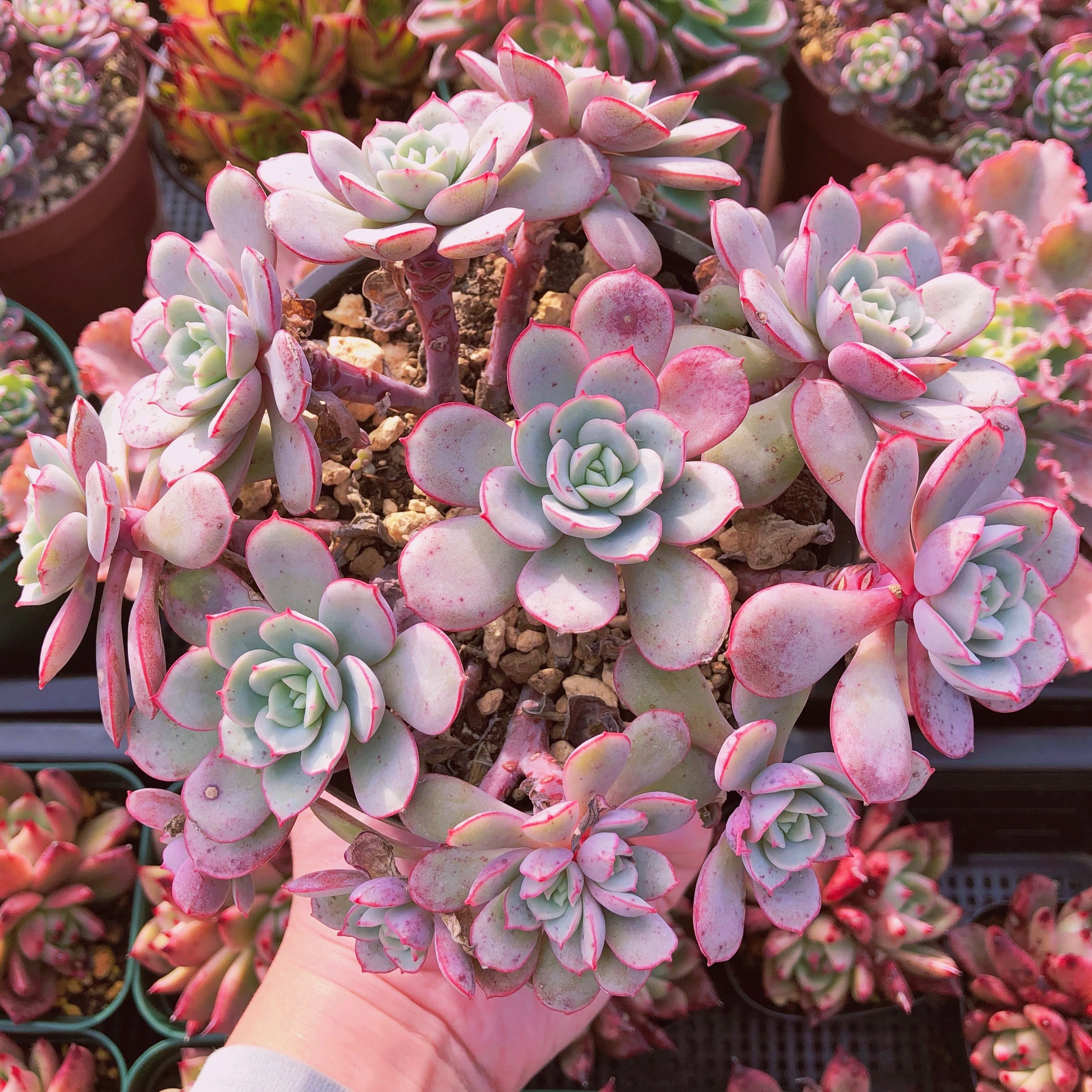 多肉植物　 ラウ026   特大群生　抜き苗