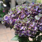 人気！再入荷！アジサイ マジカルチョコレート5寸●2022年新色 希少 良苗 紫陽花 マジカルシリーズ チョコレート マジカルチョコレート 秋色アジサイ  強健 苗 花苗 プレゼント 母の日