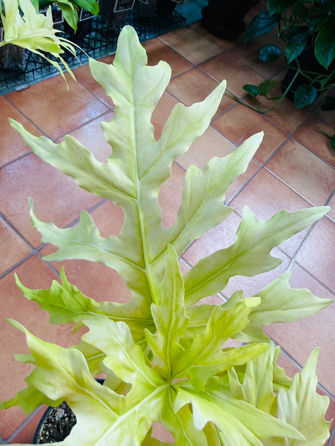 ワルセヴィッチフラバム オーレア フィロデンドロン ① 観葉植物 4号