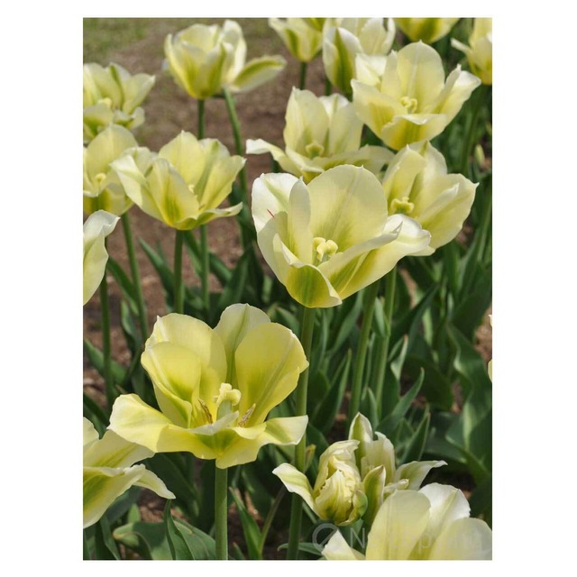 ＜BULBS＞Tulipa ‘Spring Green’ ×4