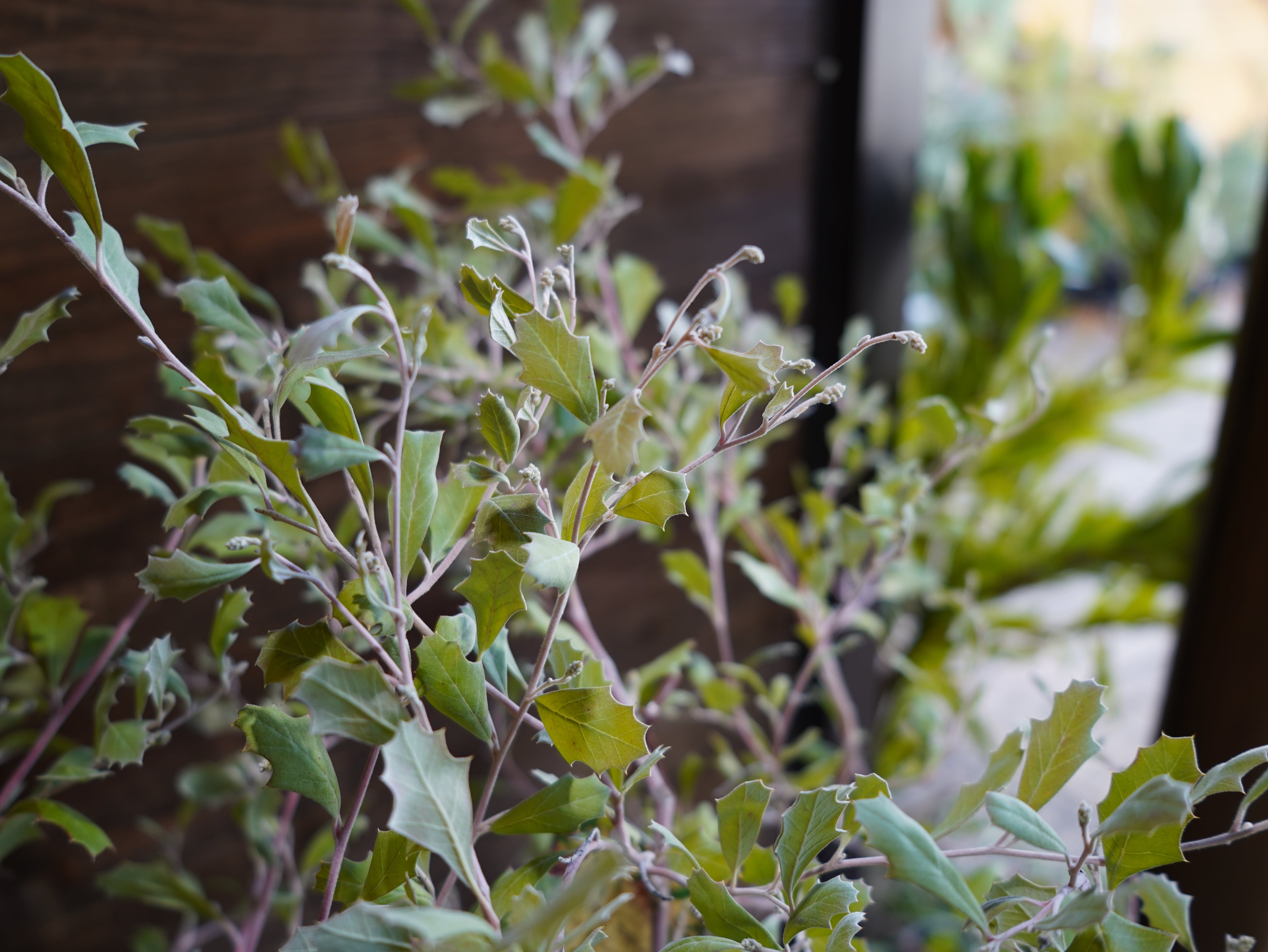 【現物】グレビレア　”ホーリホワイト”