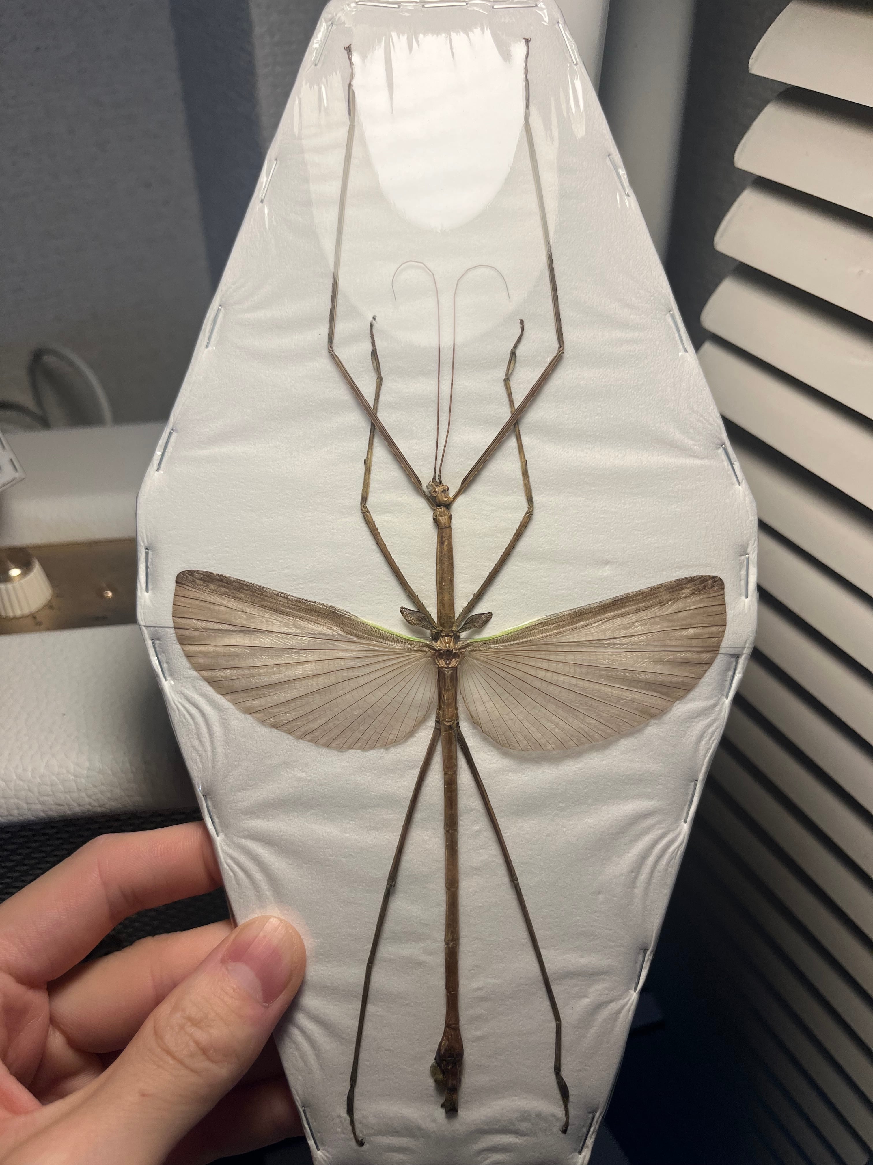 直翅類 | オモニキチュウ