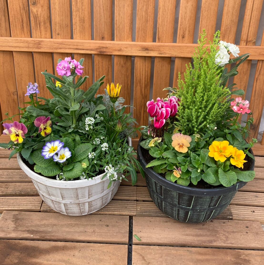 まり花 写真のPIMH-1350円値引き 1/16（金）入荷 季節の寄せ植え アンティーク柄 軽量プラスチック鉢