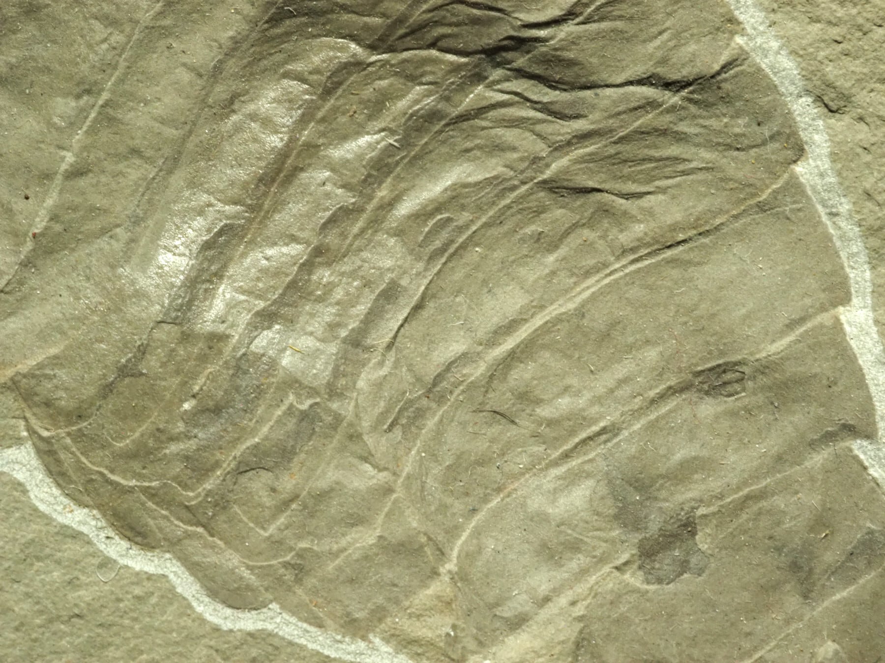 大型極上！ウミサソリの化石【Eurypterus remipes】【1192g】アメリカ