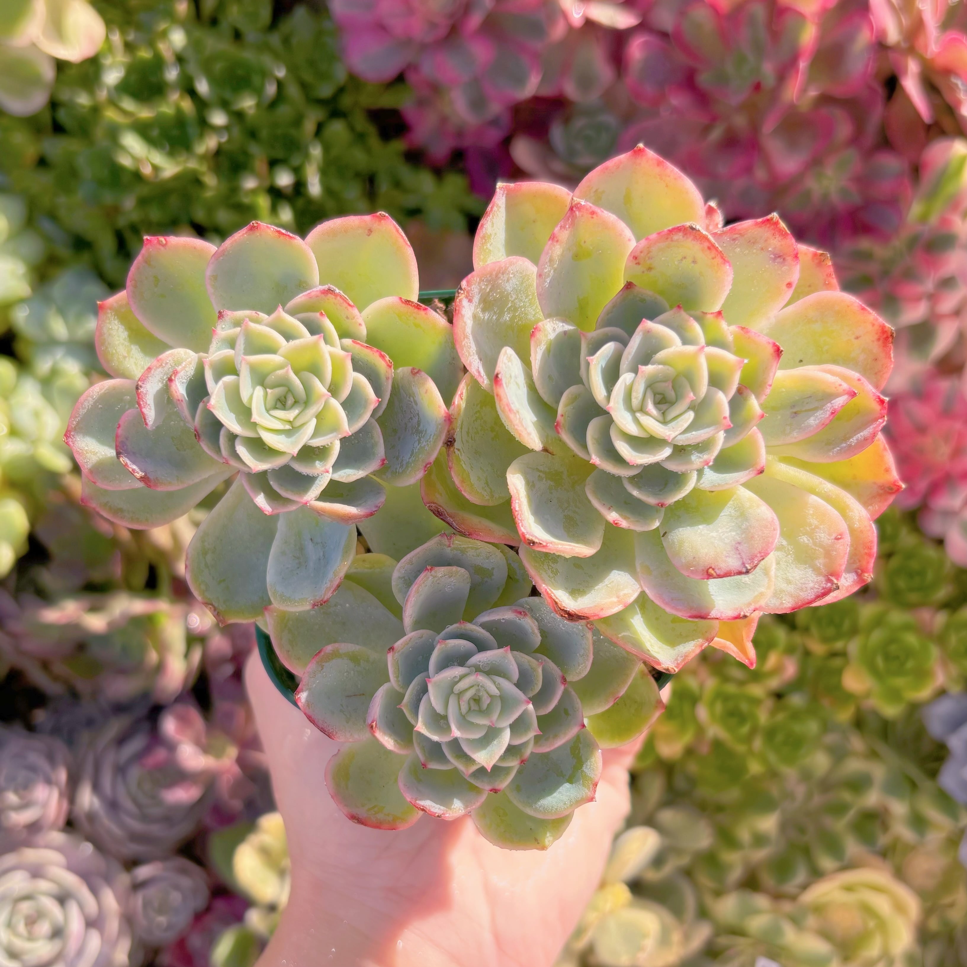 現品　メロン#A88　群生　新入荷　るる農園