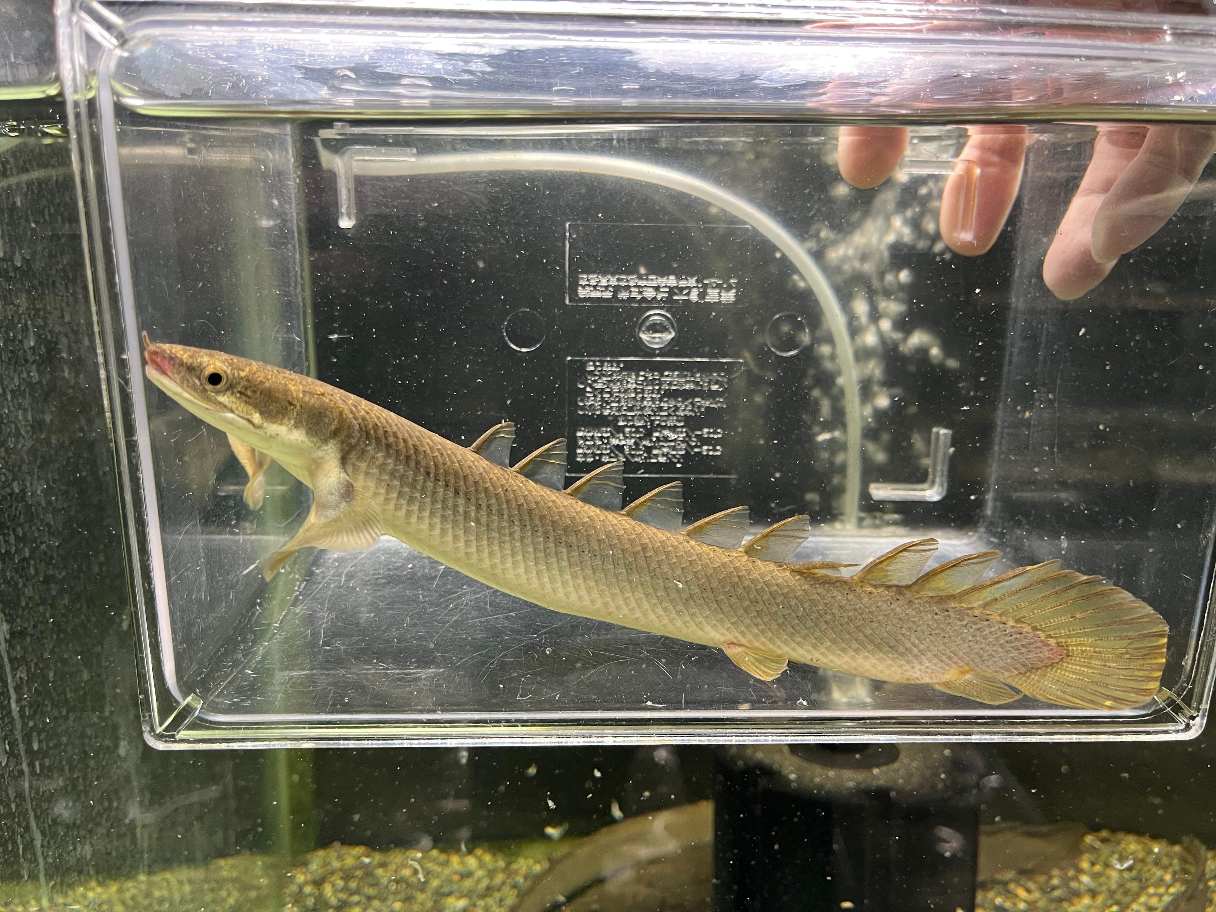 ポリプテルス　約25センチ ポリプテルス | アクアショップロイヤルクイーン